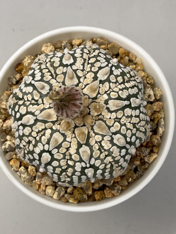 Astrophytum asterias cv. Super Kabuto Star Shape V-type