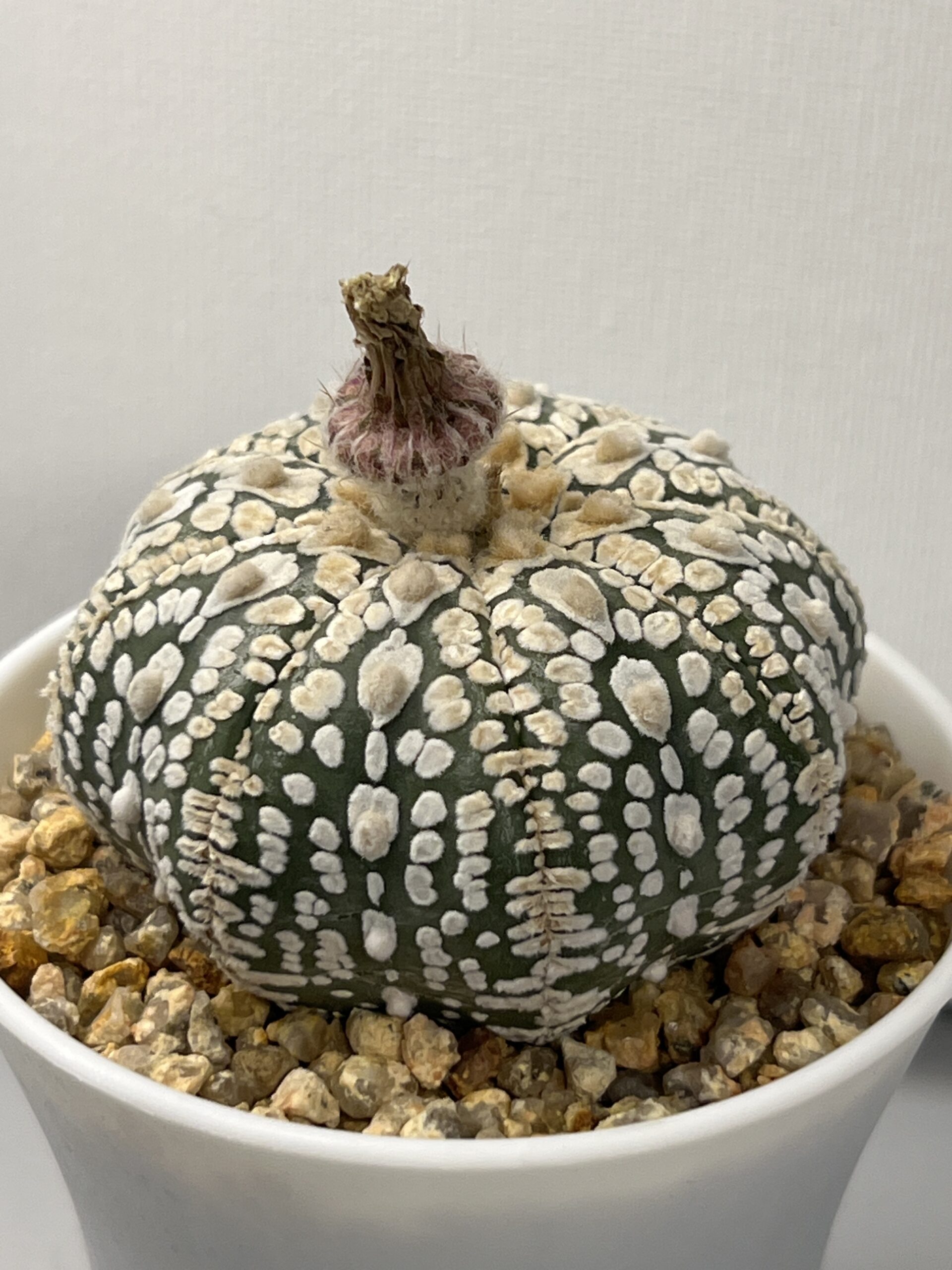 Astrophytum asterias cv. Super Kabuto Star Shape V-type — изображение 2