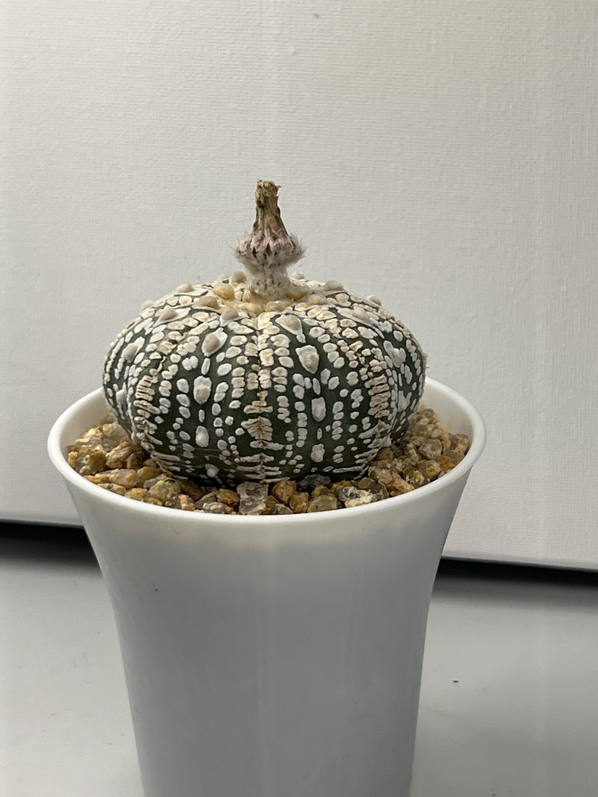 Astrophytum asterias cv. Super Kabuto Star Shape V-type — изображение 3