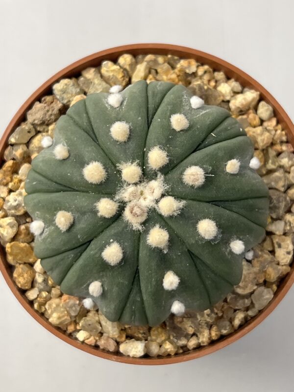Astrophytum asterias nudum cv. Fukuryu
