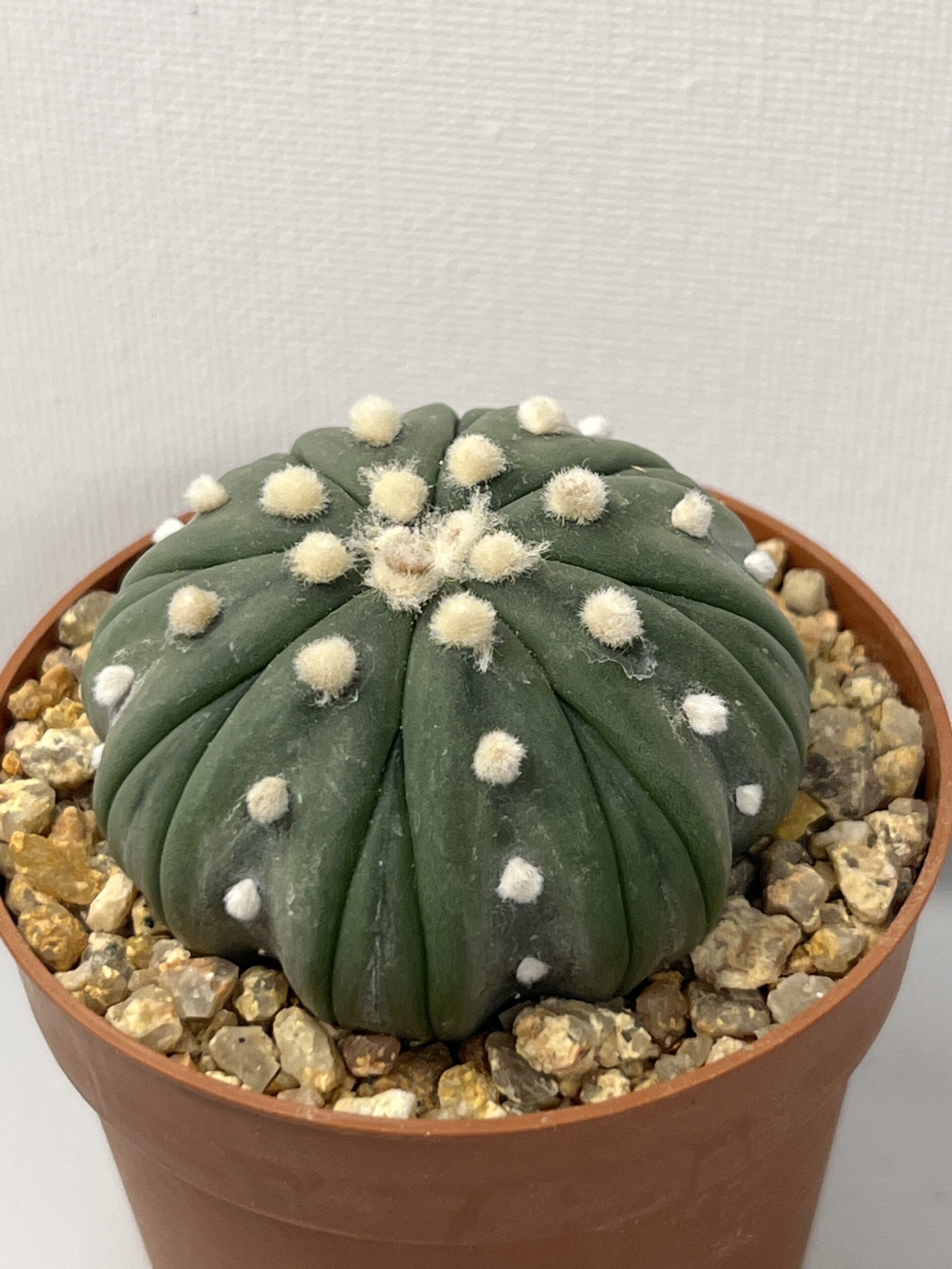 Astrophytum asterias nudum cv. Fukuryu - Imagen 2