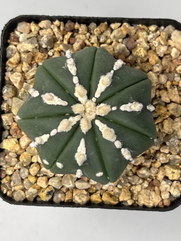 Astrophytum asterias nudum type Hakujo