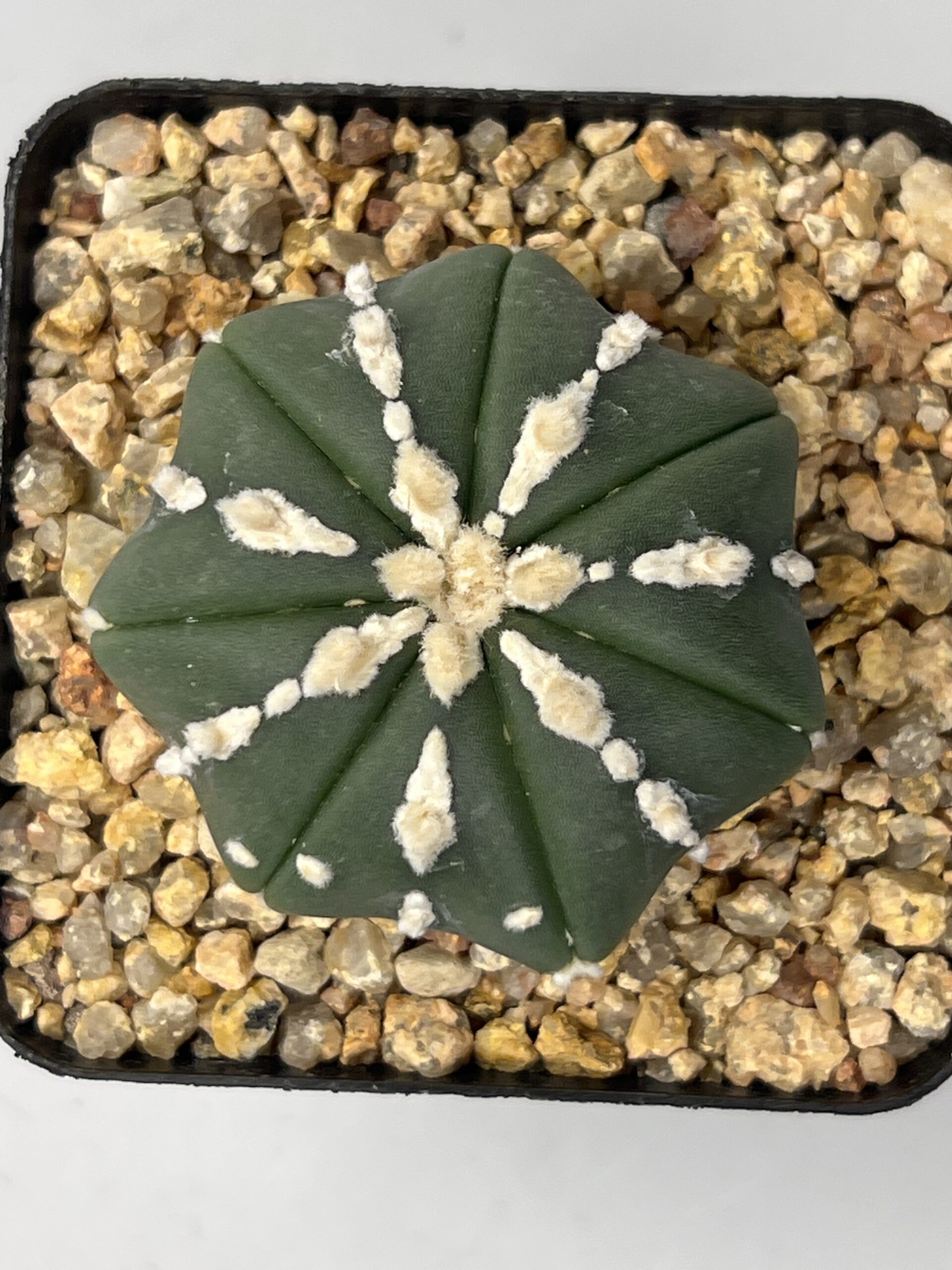 Astrophytum asterias nudum type Hakujo