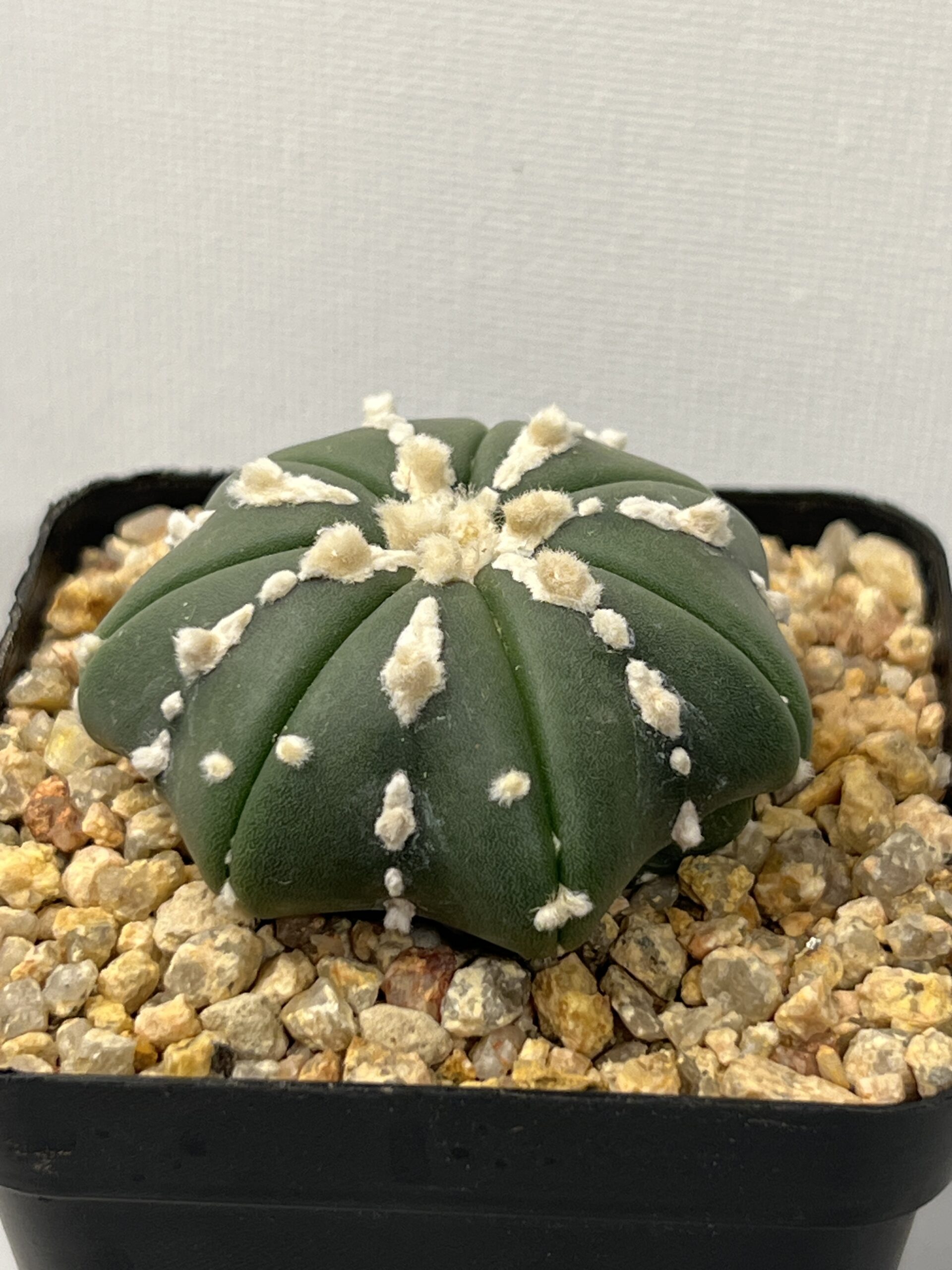 Astrophytum asterias nudum type Hakujo - Imagen 2