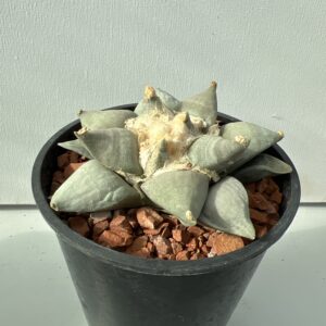 Ariocarpus retusus