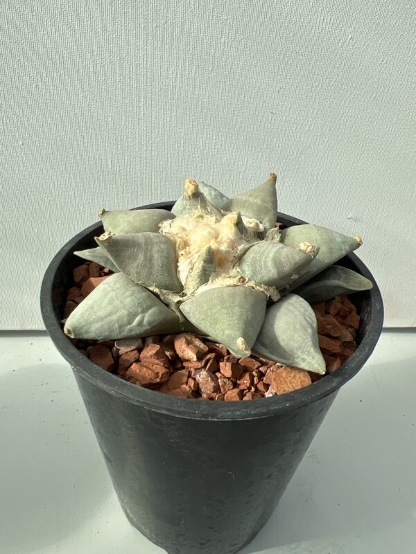 Ariocarpus retusus