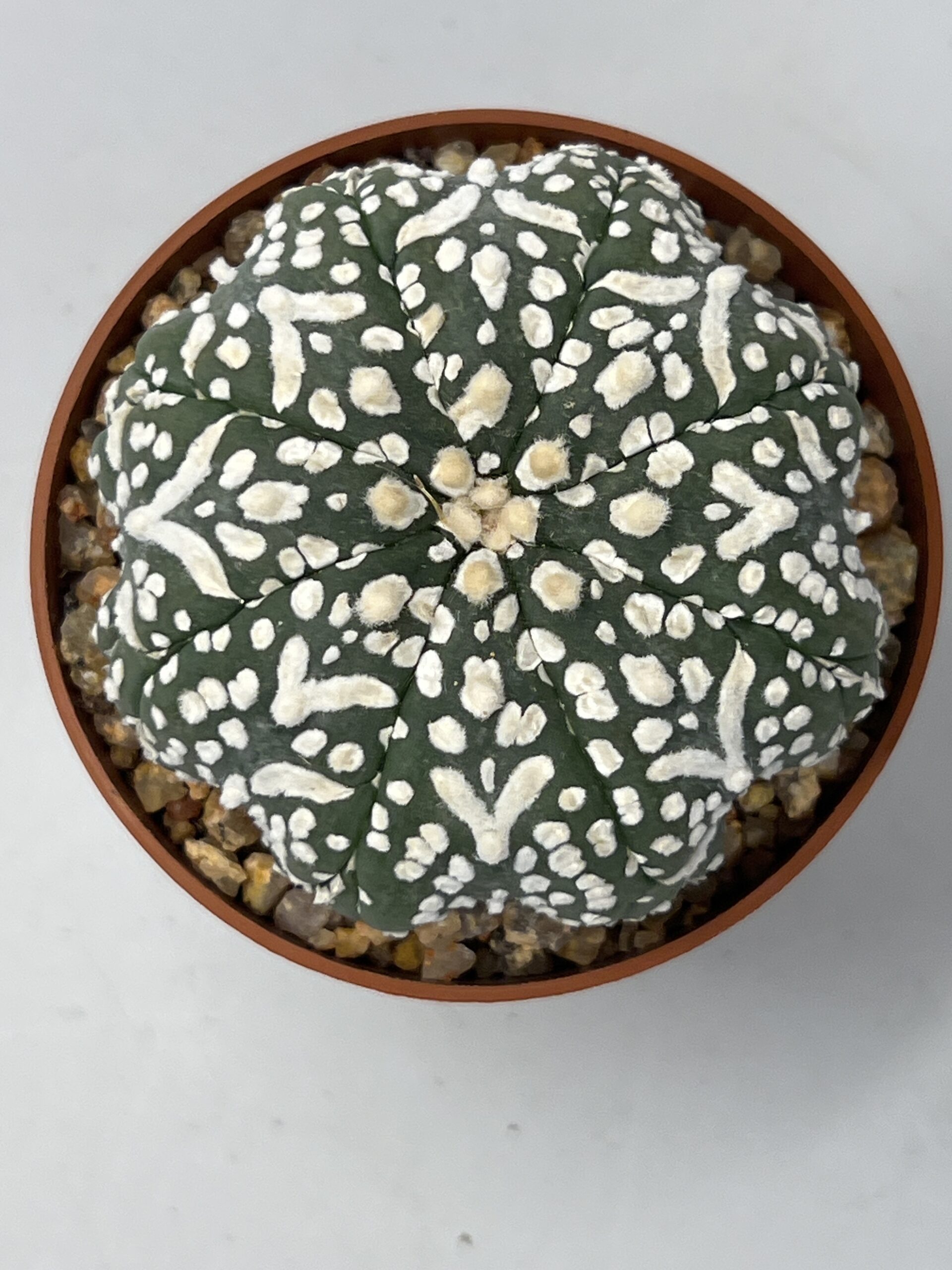 Astrophytum asterias cv. Super Kabuto V-type Star
