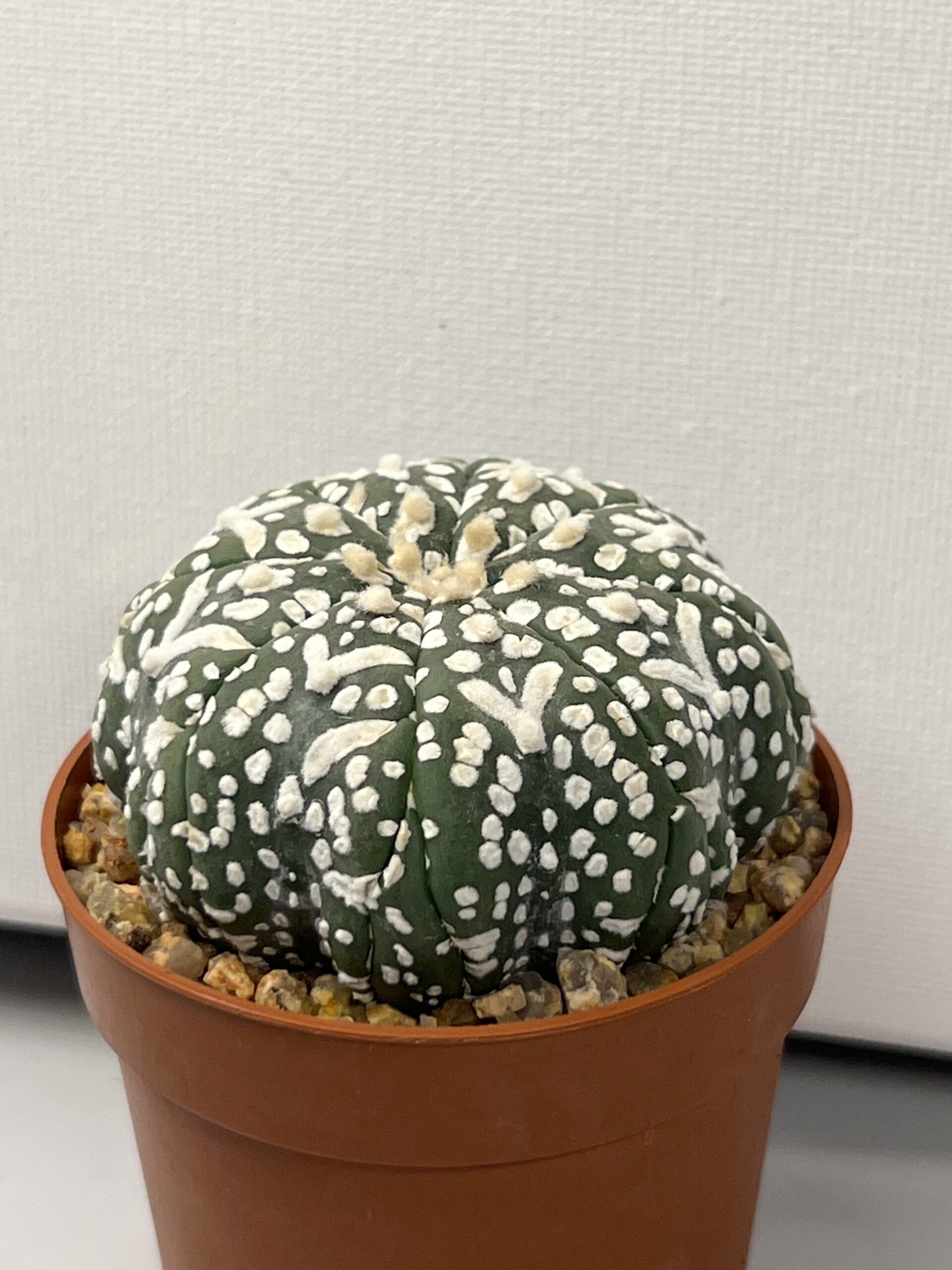 Astrophytum asterias cv. Super Kabuto V-type Star - Imagen 2