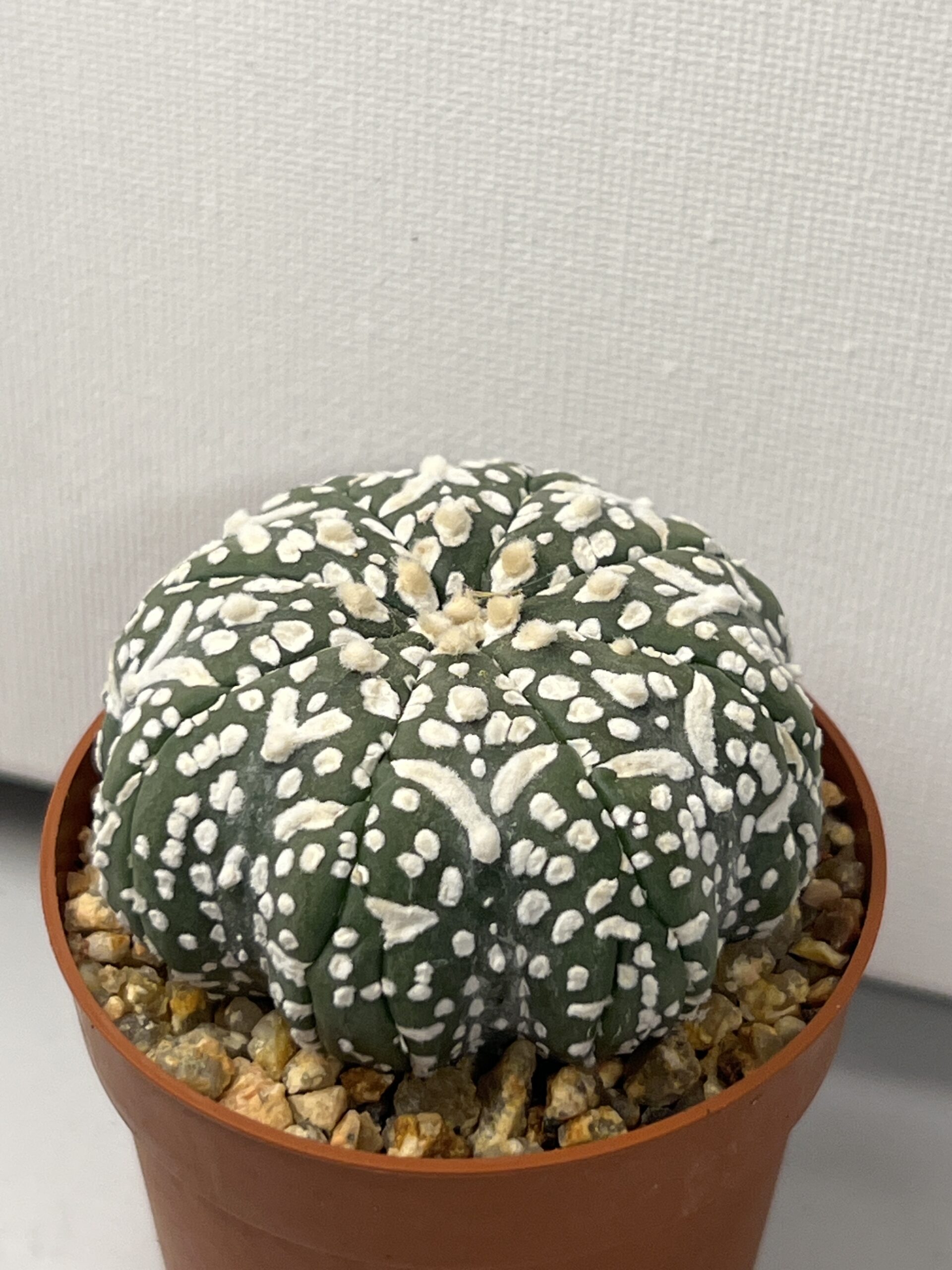 Astrophytum asterias cv. Super Kabuto V-type Star - Imagen 3