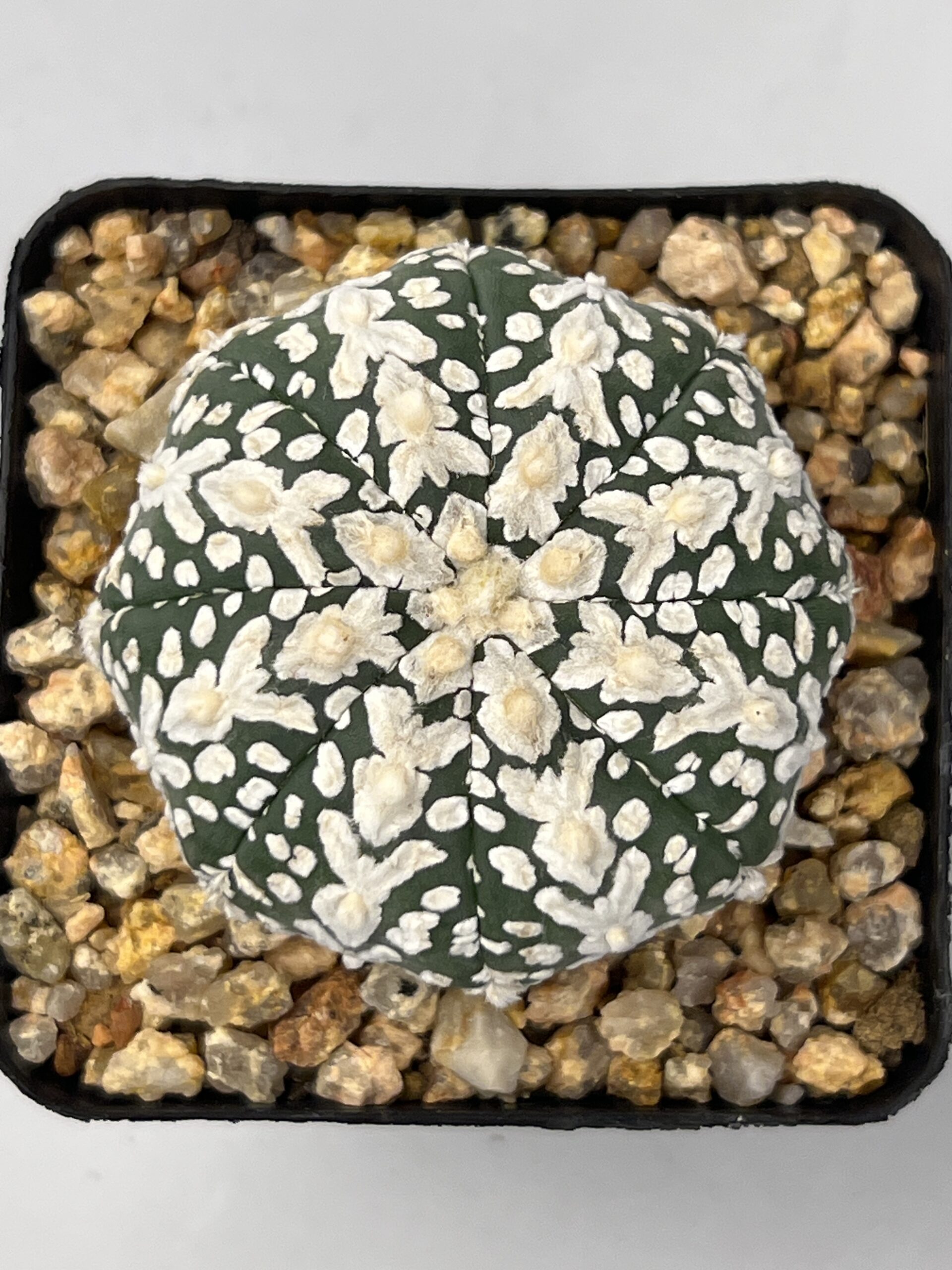 Astrophytum asterias cv. Super Kabuto V-type
