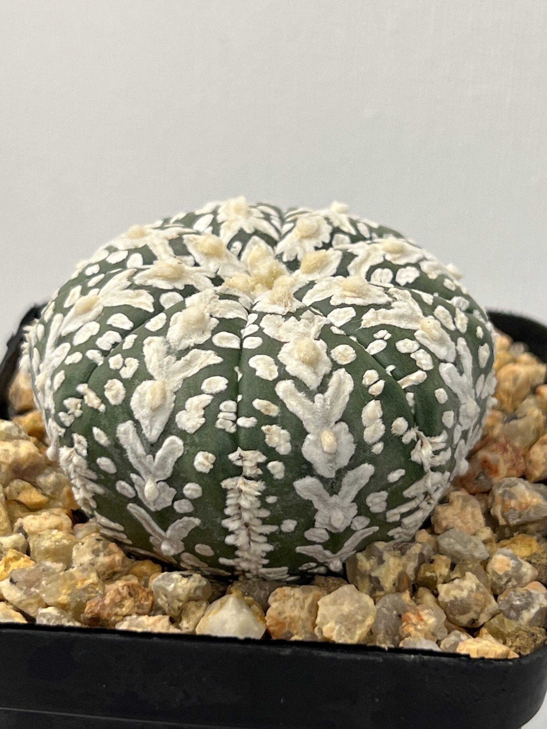Astrophytum asterias cv. Super Kabuto V-type - Imagen 2
