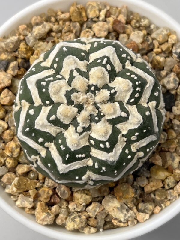 Astrophytum asterias cv. V-type Super Selected
