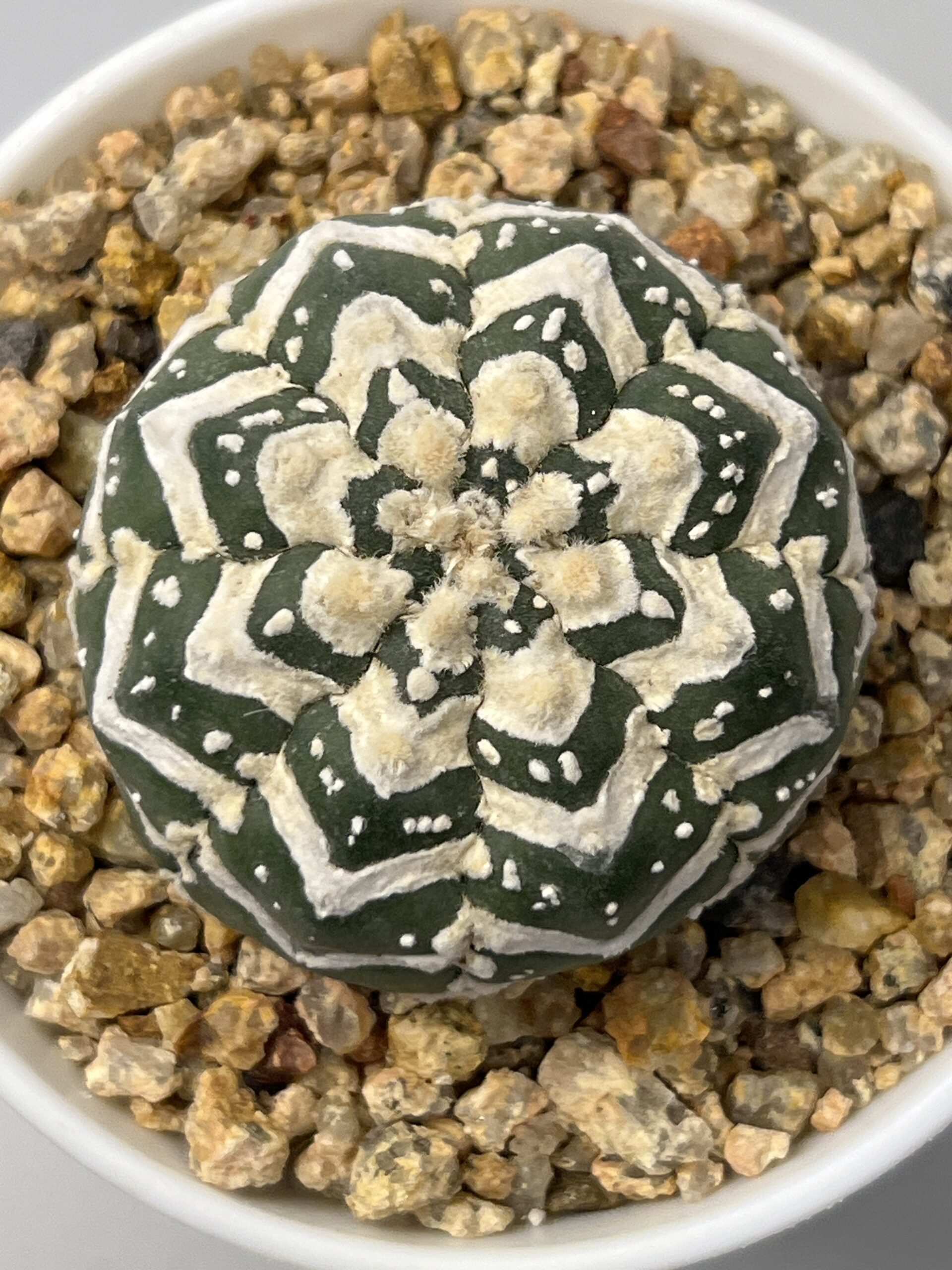 Astrophytum asterias cv. V-type Super Selected