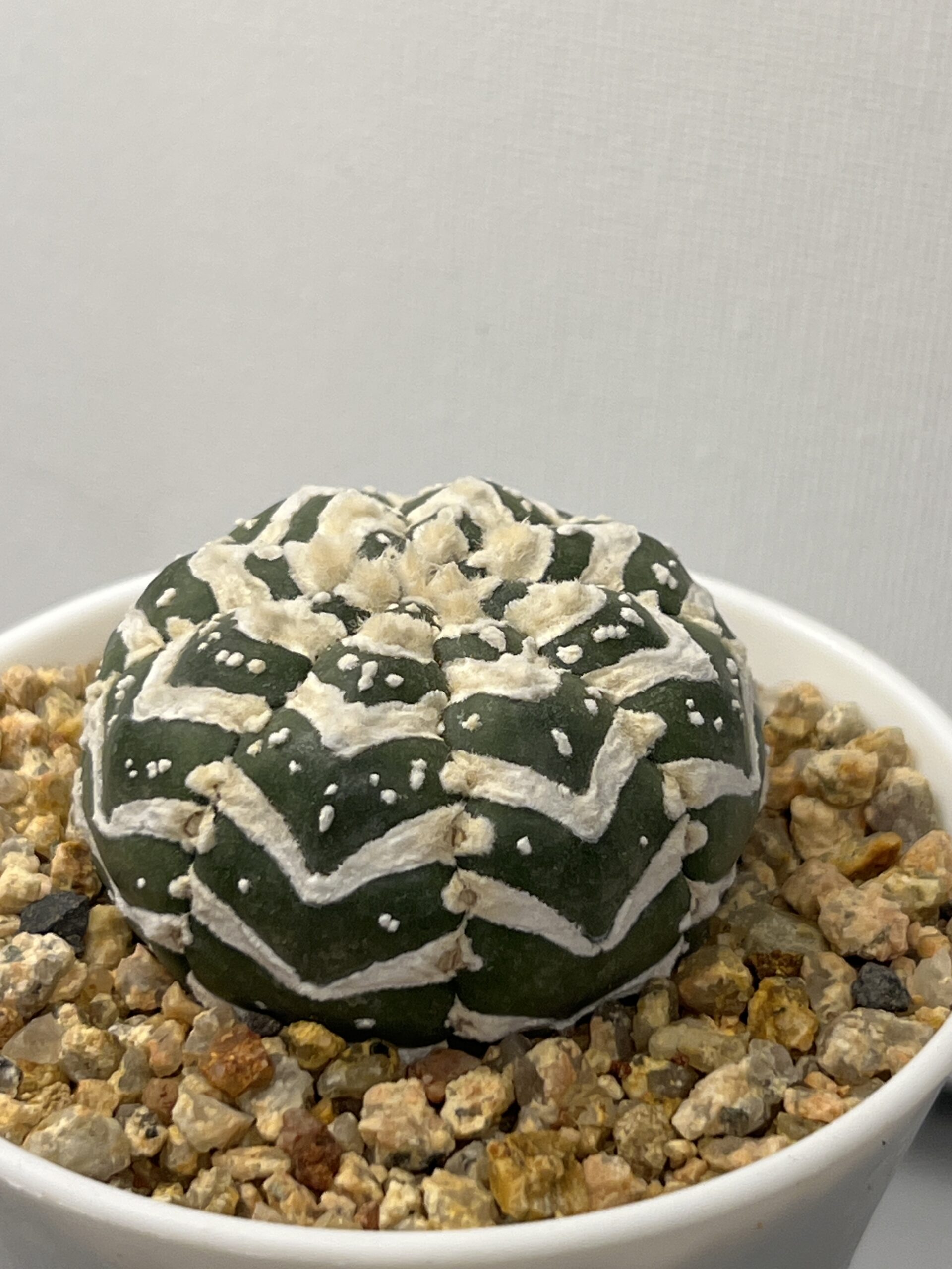 Astrophytum asterias cv. V-type Super Selected - Image 2
