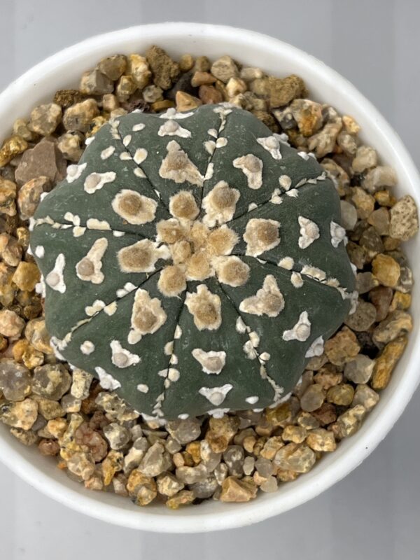 Astrophytum asterias cv. V-type Selected