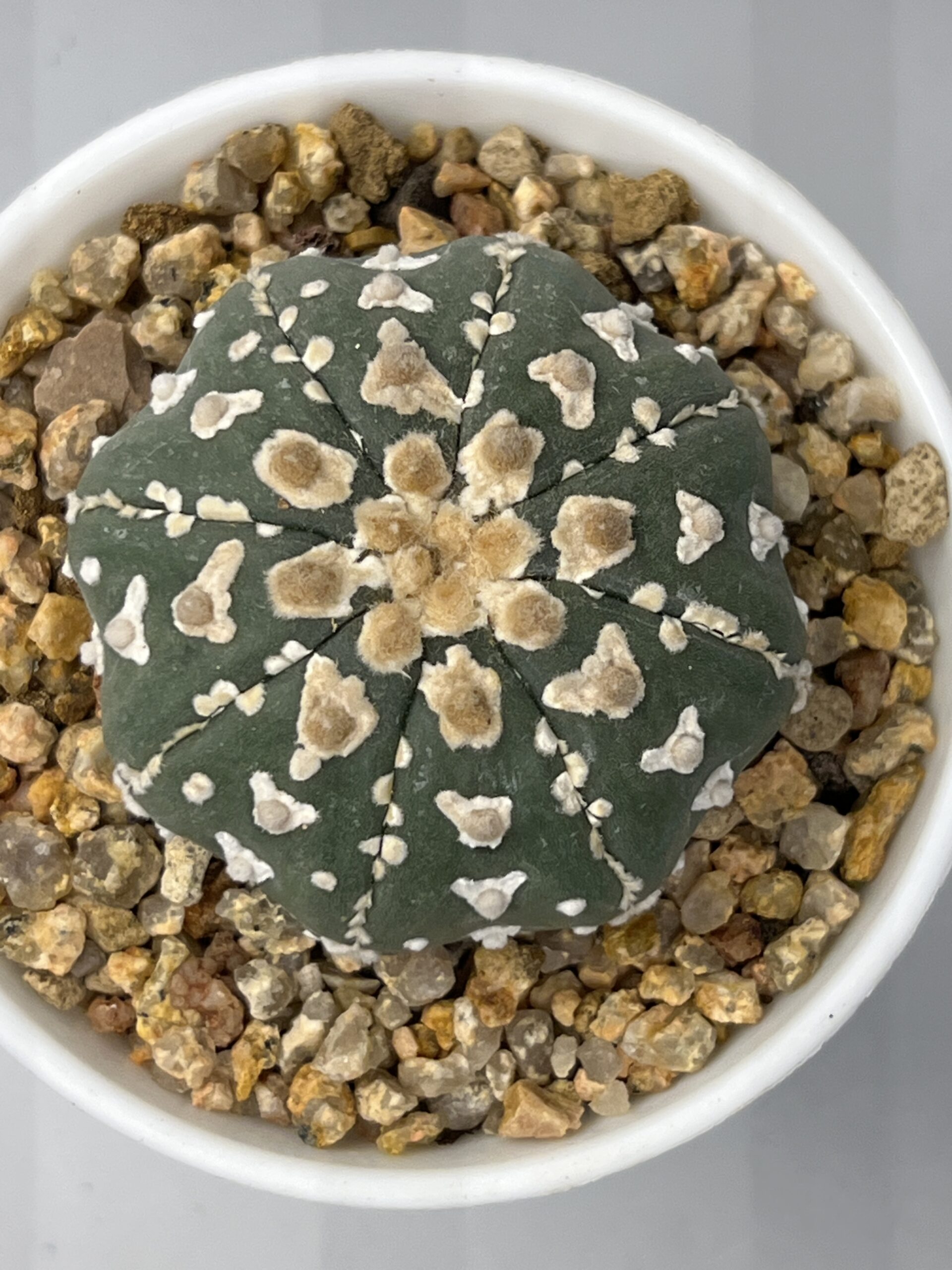 Astrophytum asterias cv. V-type Selected