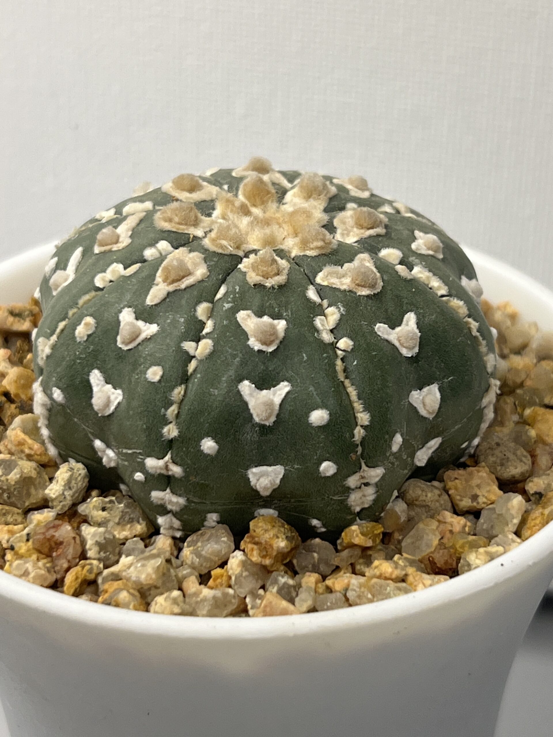 Astrophytum asterias cv. V-type Selected - Imagen 2