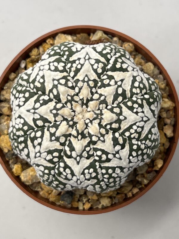 Astrophytum asterias cv. Super Kabuto V-type Star Shape Selected