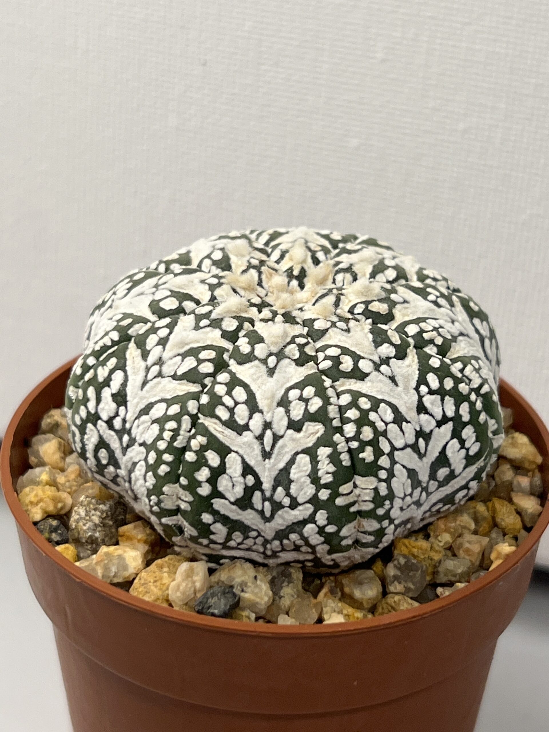 Astrophytum asterias cv. Super Kabuto V-type Star Shape Selected - Imagen 2