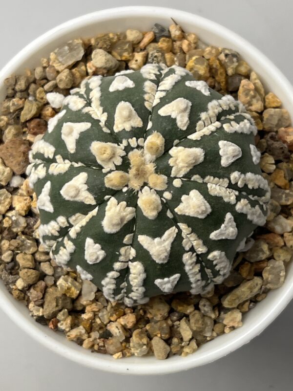 Astrophytum asterias cv. Super Kabuto V-type Selected