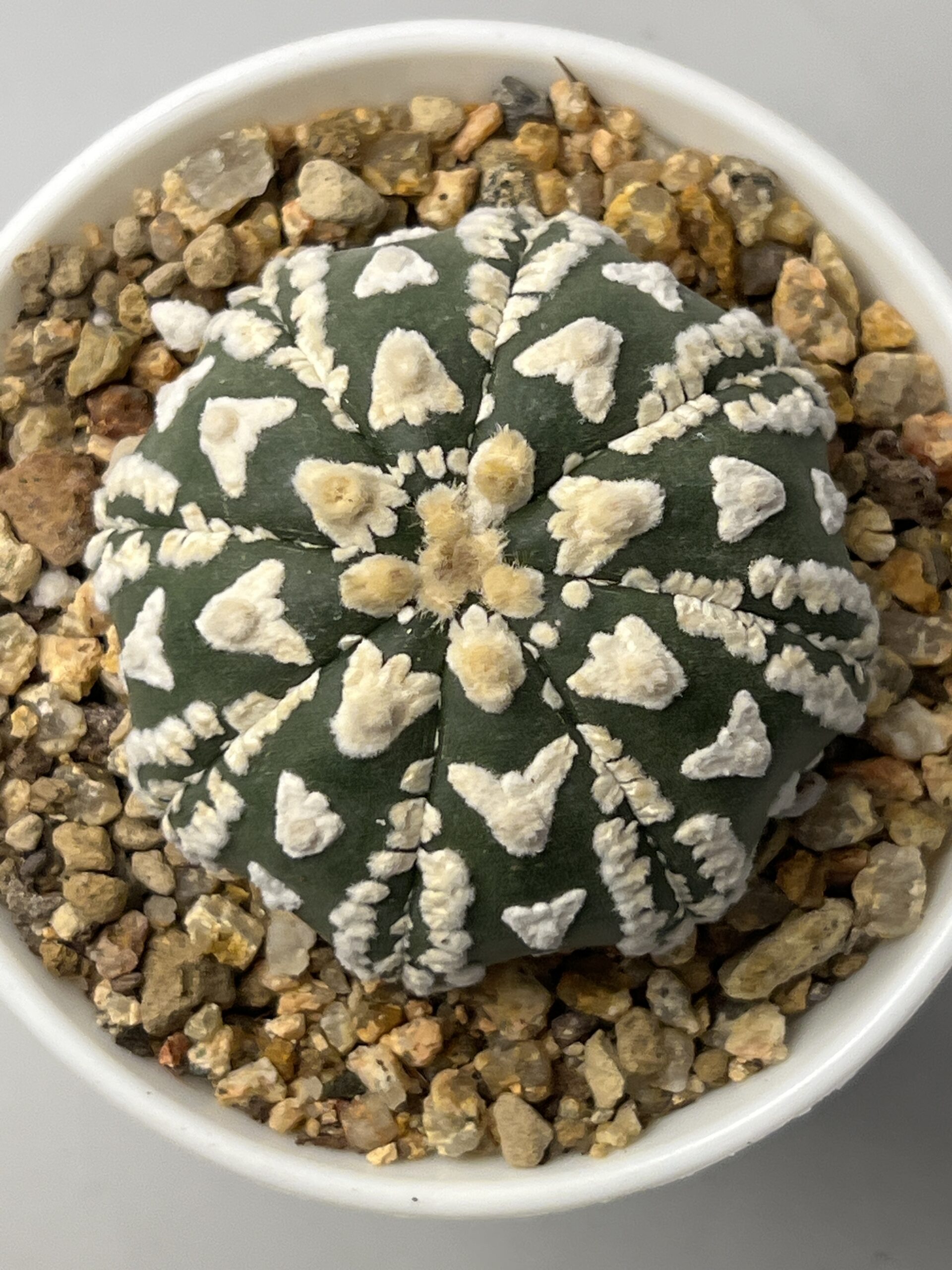 Astrophytum asterias cv. Super Kabuto V-type Selected