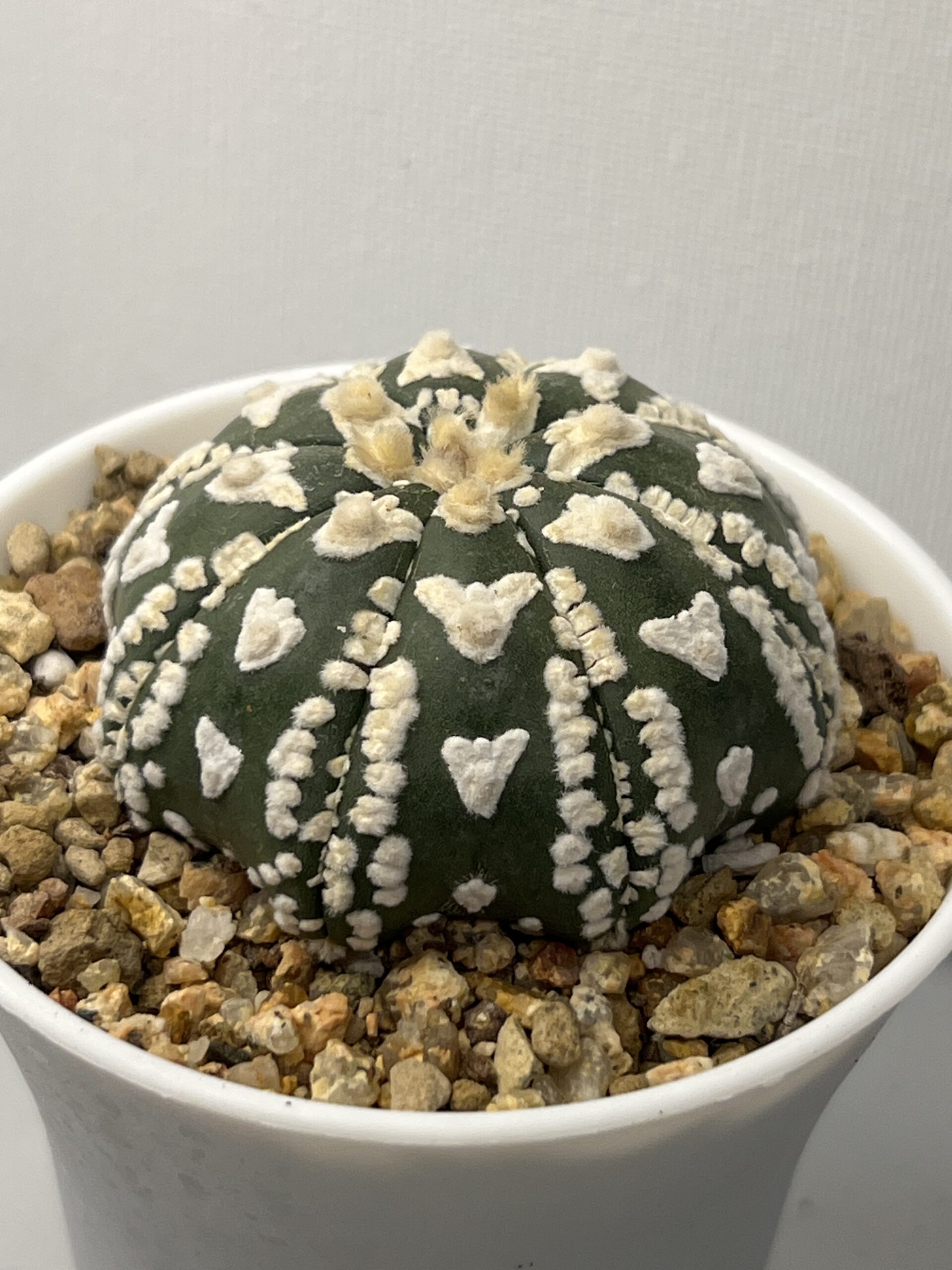 Astrophytum asterias cv. Super Kabuto V-type Selected - Imagen 2