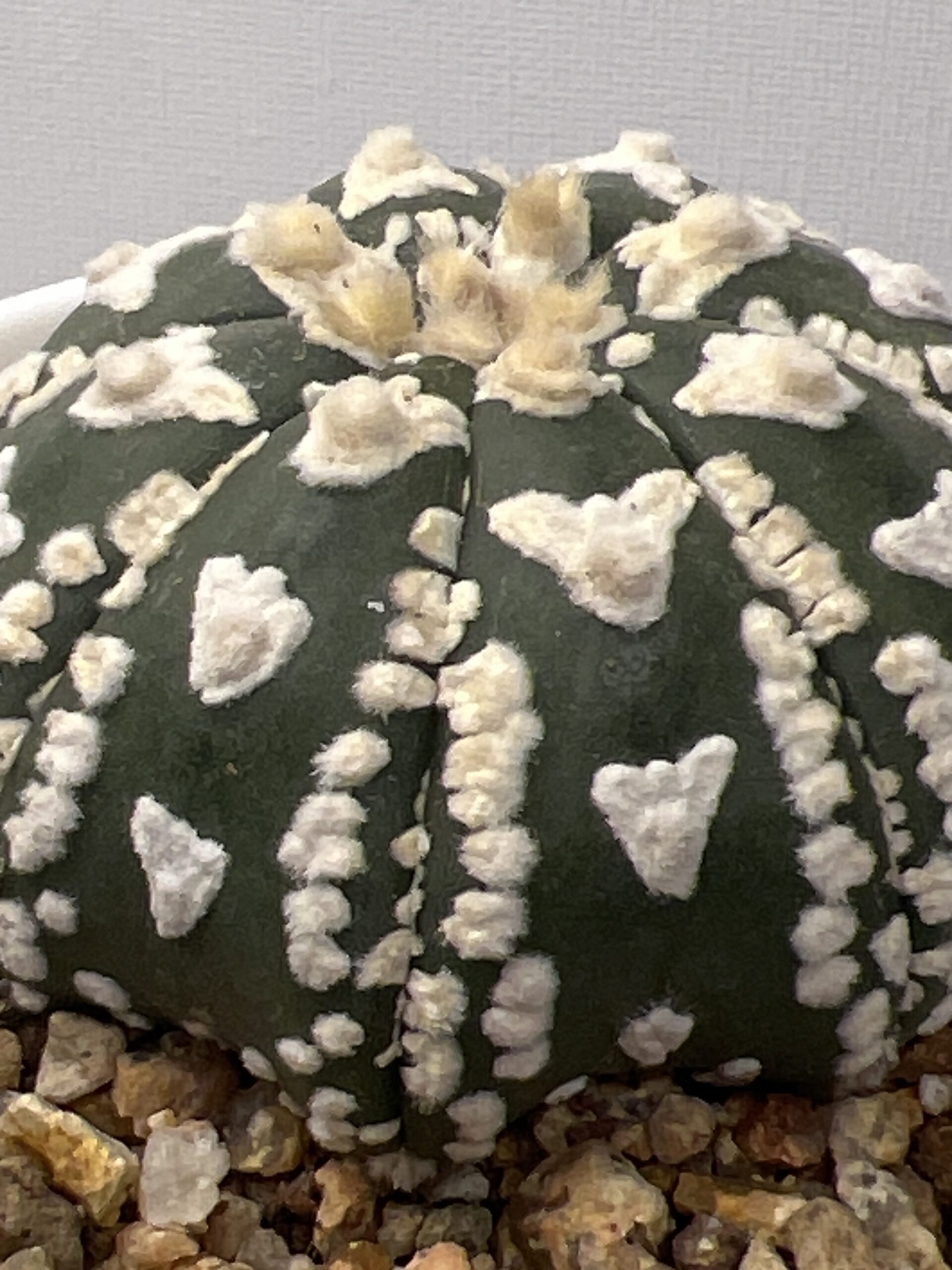 Astrophytum asterias cv. Super Kabuto V-type Selected - Imagen 3