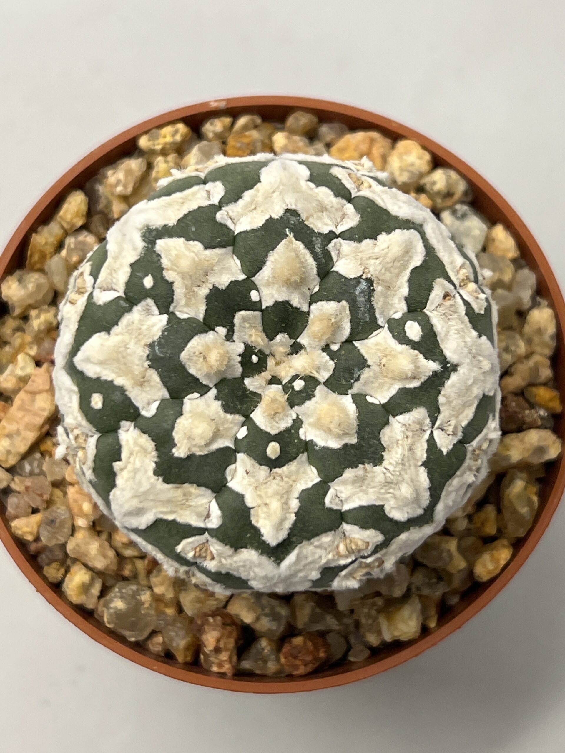 Astrophytum asterias cv. Big V-type Super Selected