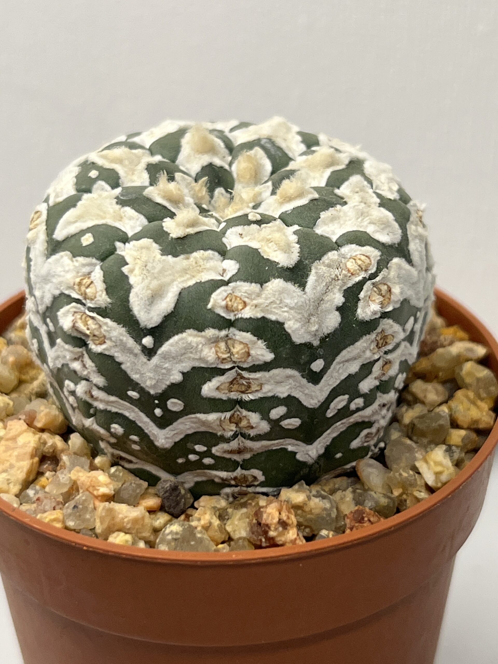 Astrophytum asterias cv. Big V-type Super Selected - Imagen 2