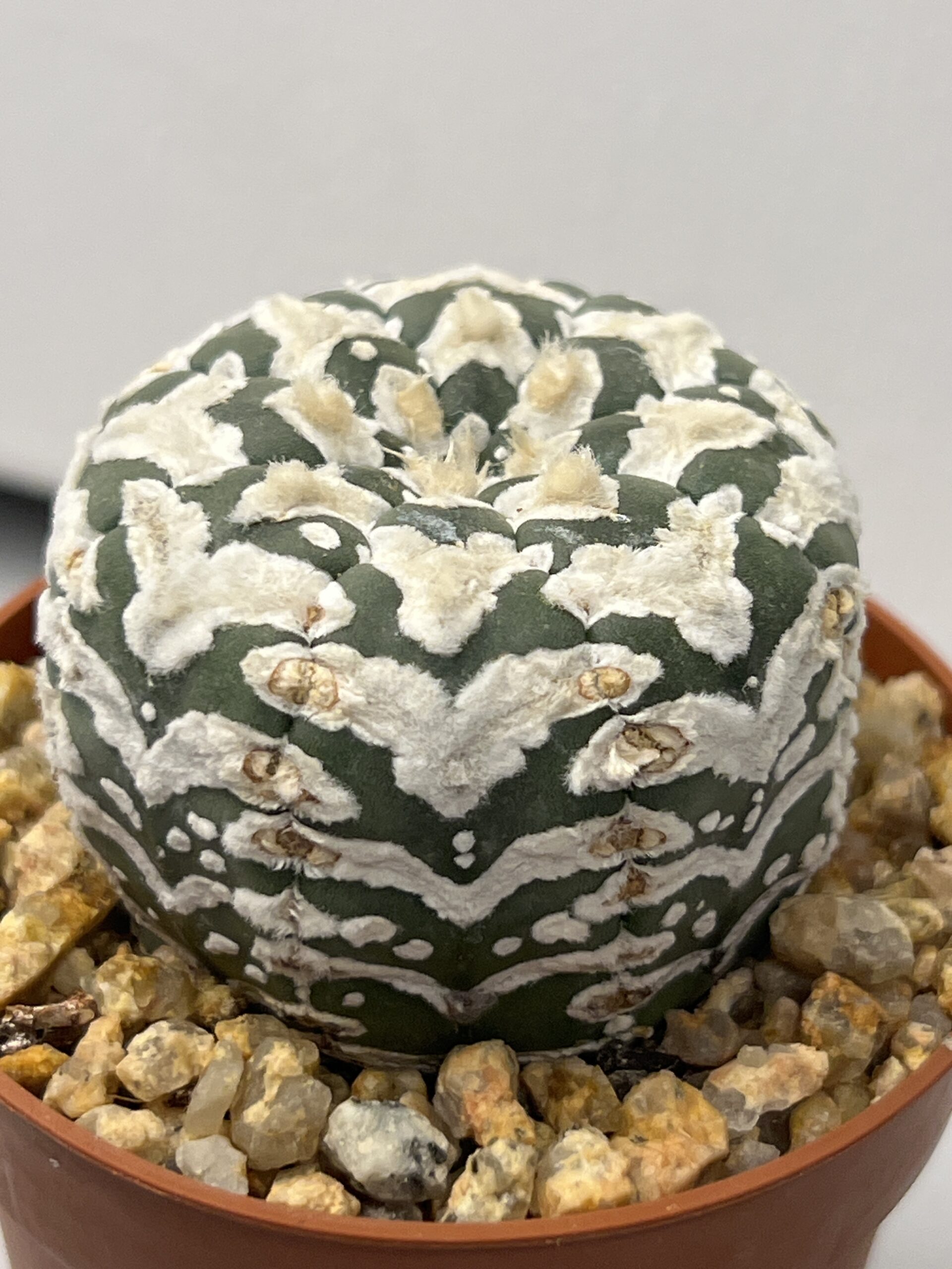 Astrophytum asterias cv. Big V-type Super Selected - Imagen 3