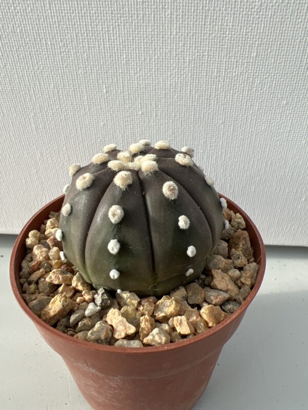 Astrophytum asterias nudum c.v. Purple Skin