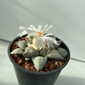Ariocarpus retusus