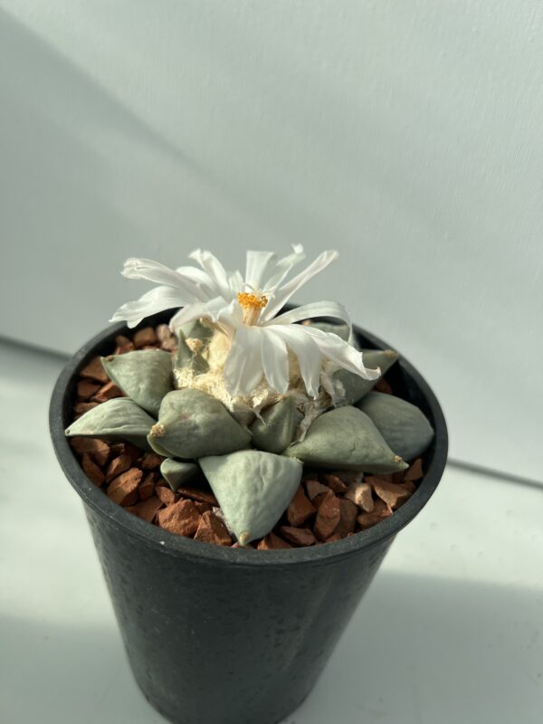 Ariocarpus retusus