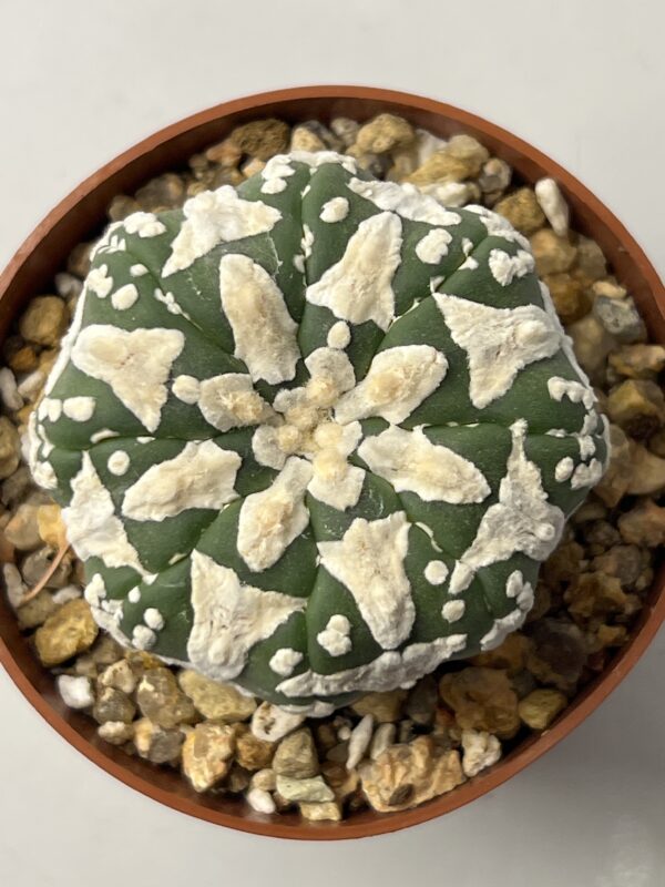 Astrophytum asterias cv. Big V type Selected