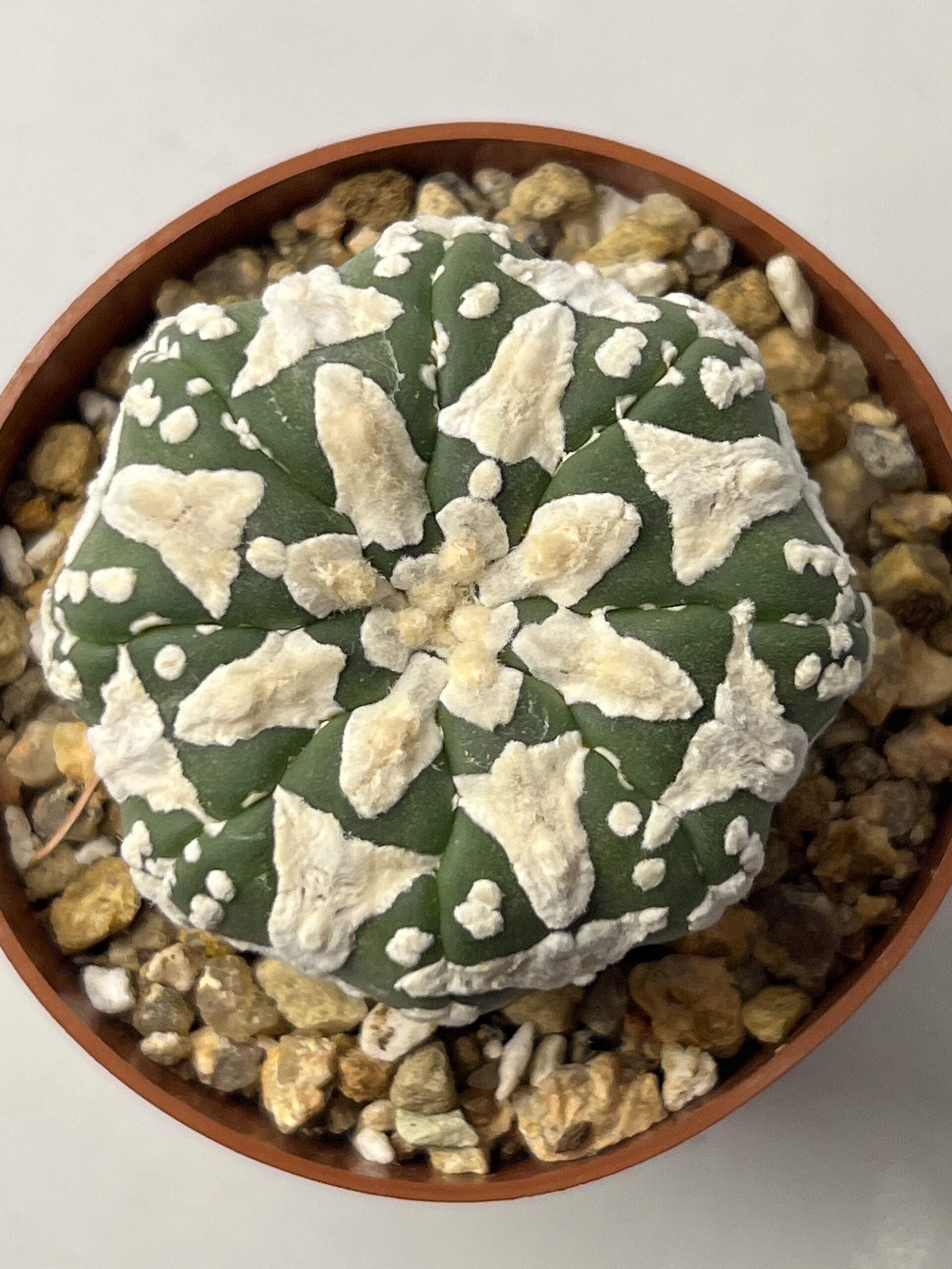 Astrophytum asterias cv. Big V type Selected