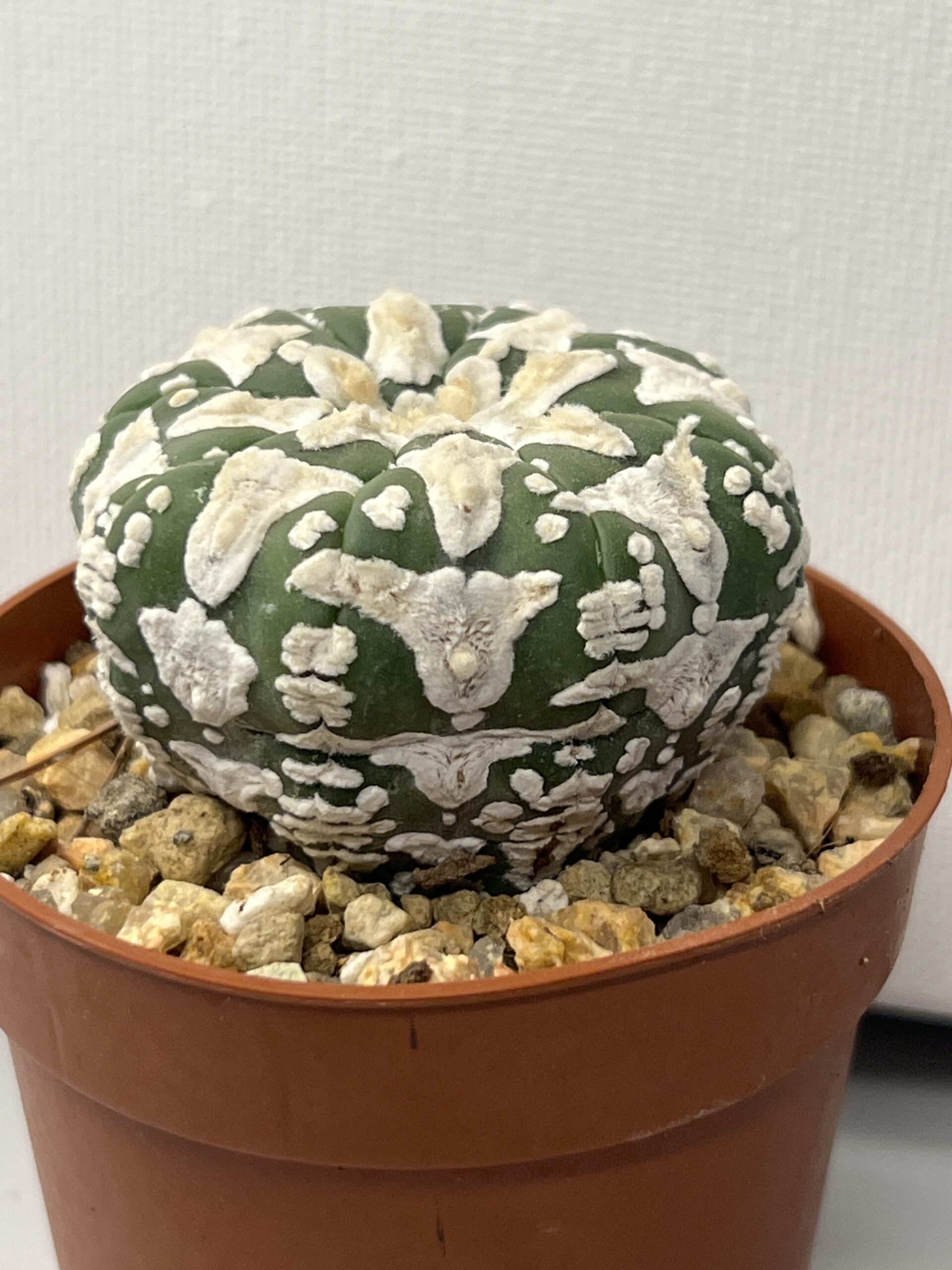 Astrophytum asterias cv. Big V type Selected — изображение 2