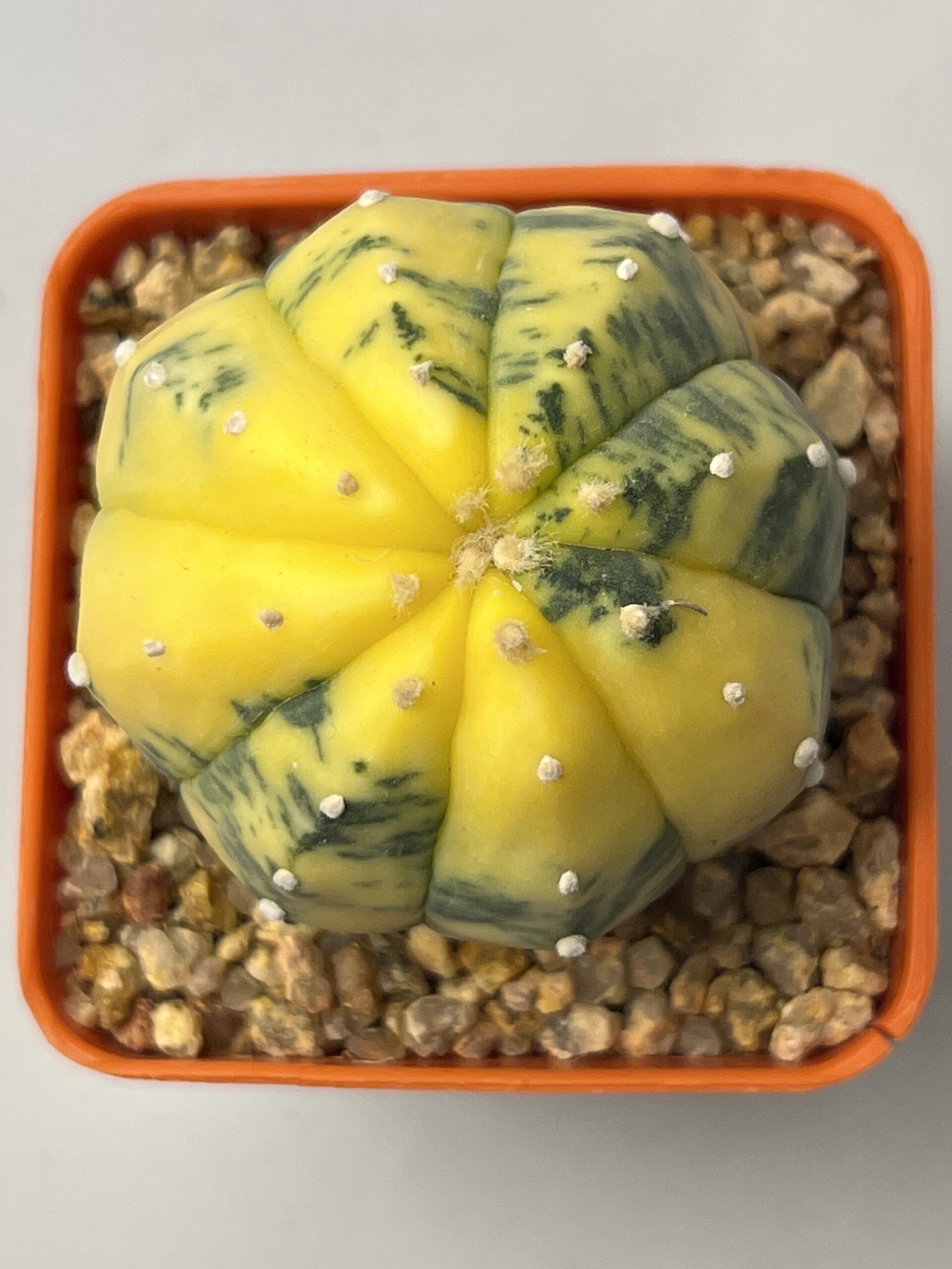 Astrophytum asterias nudum variegatum Yellow Selected