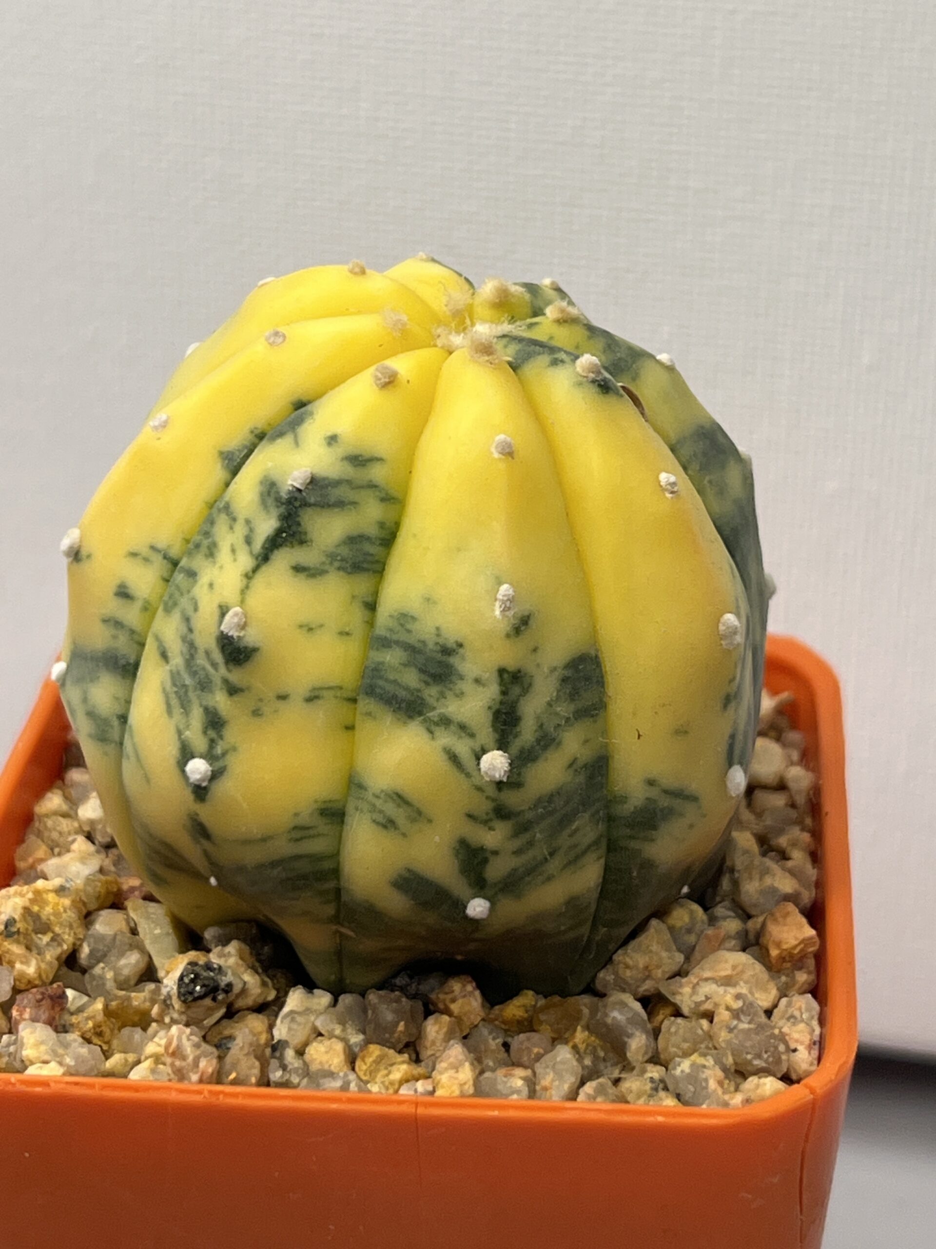 Astrophytum asterias nudum variegatum Yellow Selected - Imagen 2