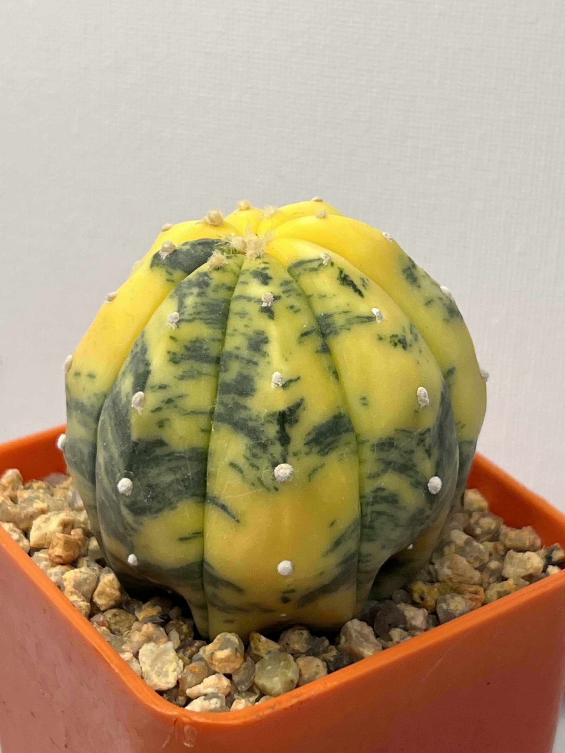 Astrophytum asterias nudum variegatum Yellow Selected - Imagen 3