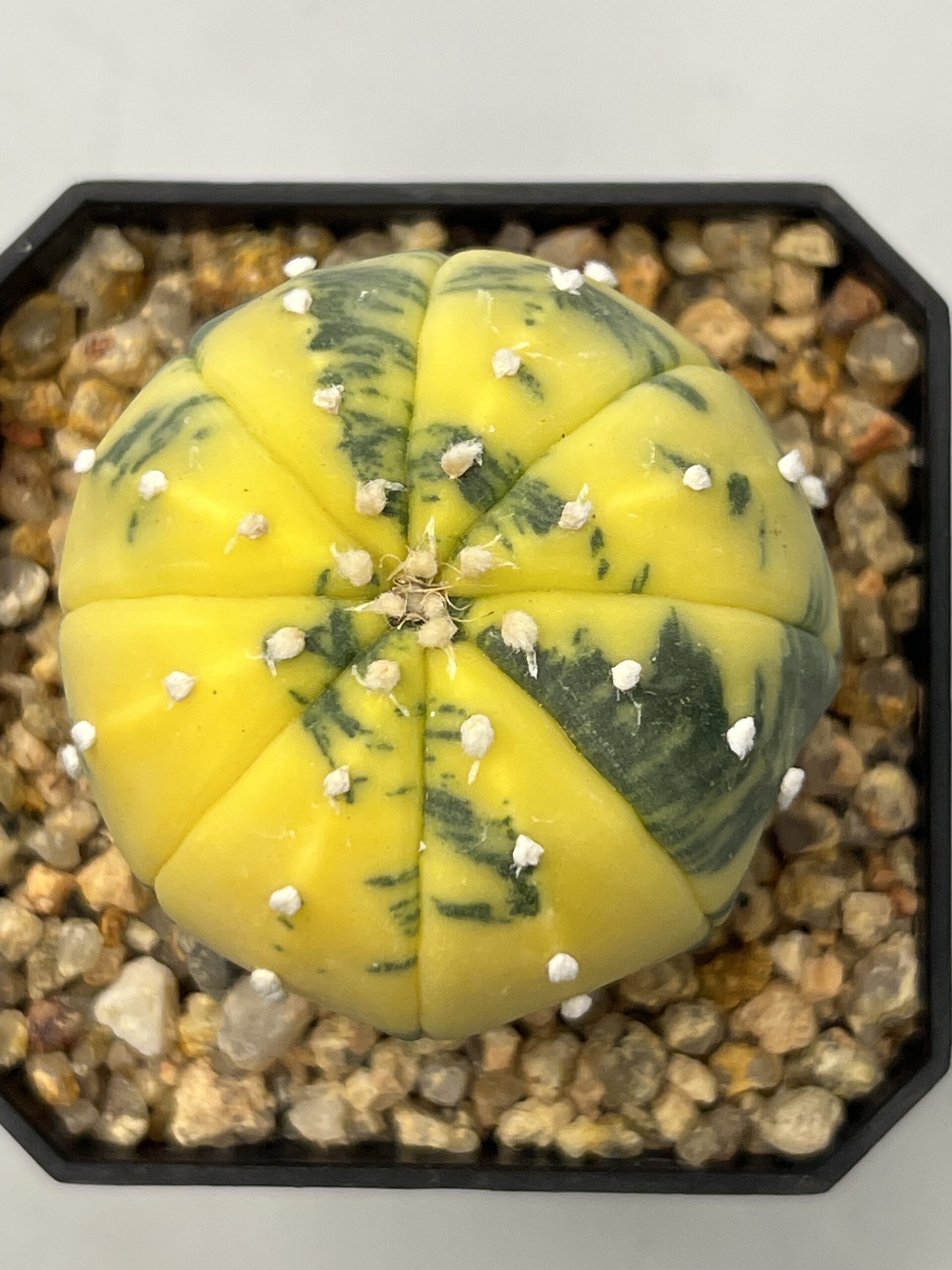 Astrophytum asterias nudum variegatum Yellow Selected
