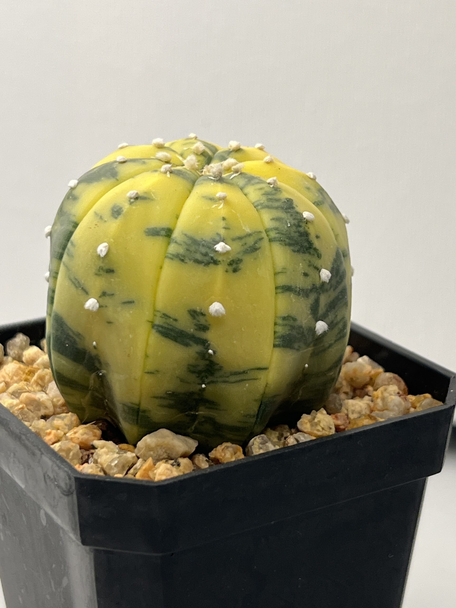 Astrophytum asterias nudum variegatum Yellow Selected - Imagen 2