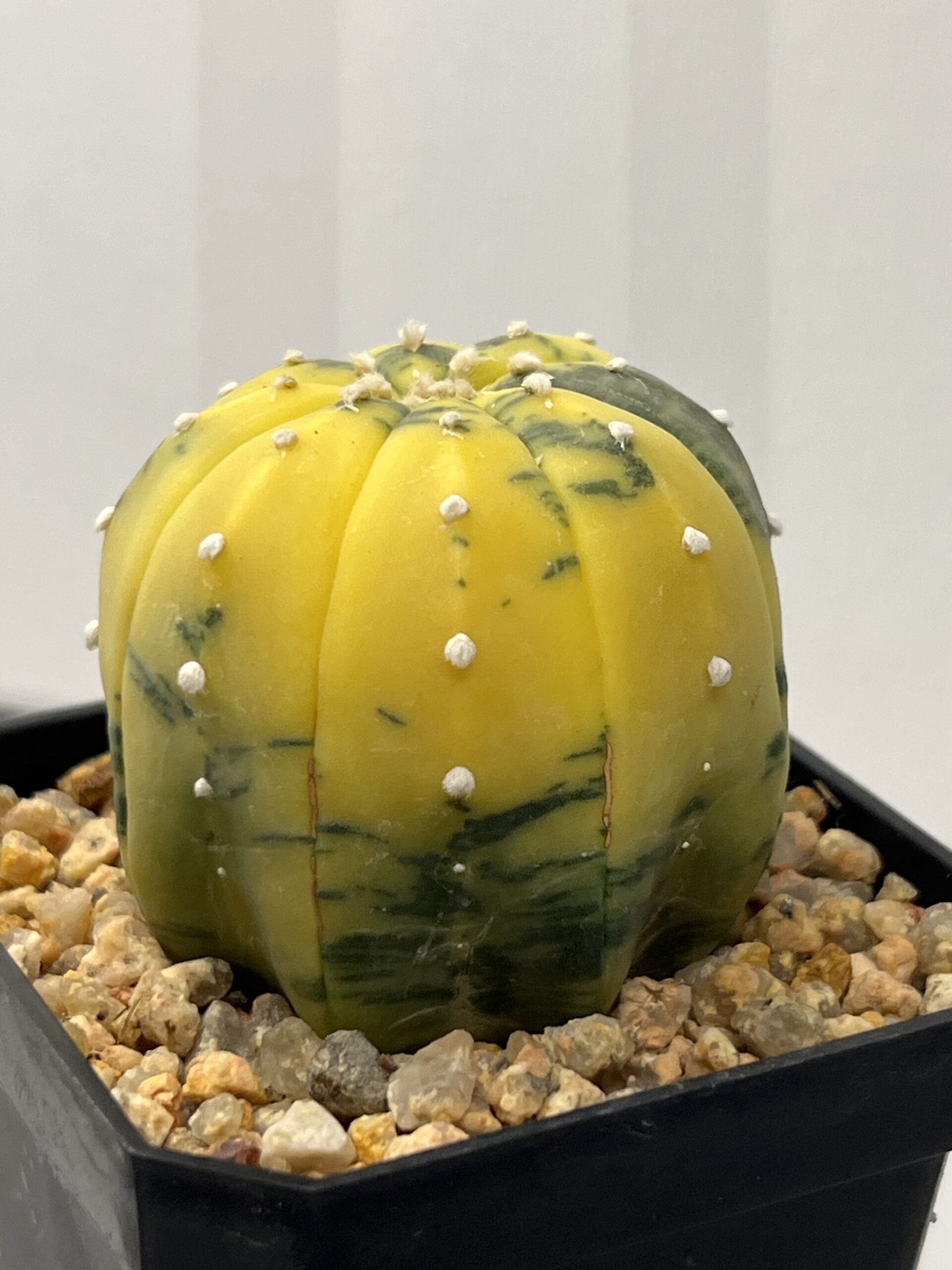 Astrophytum asterias nudum variegatum Yellow Selected - Imagen 3