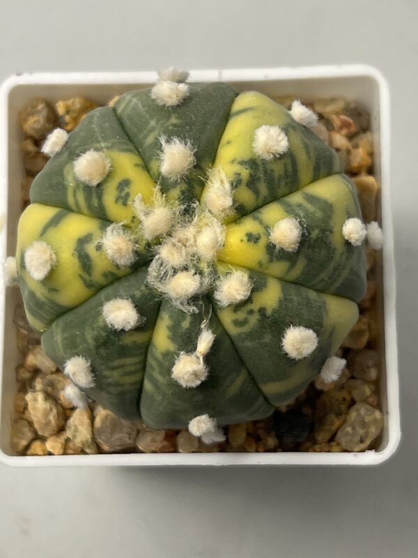 Astrophytum asterias nudum variegatum
