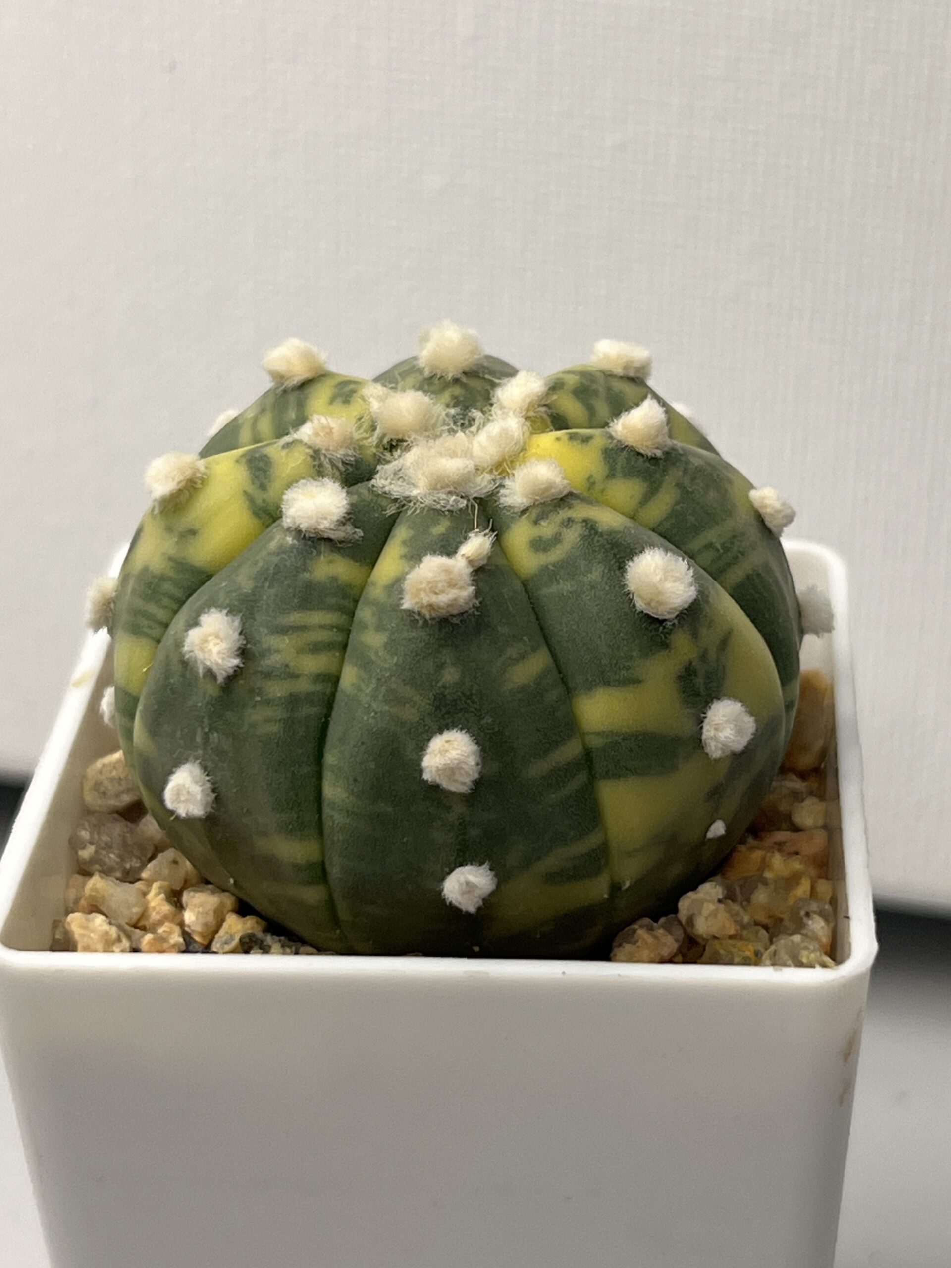 Astrophytum asterias nudum variegatum - Imagen 2