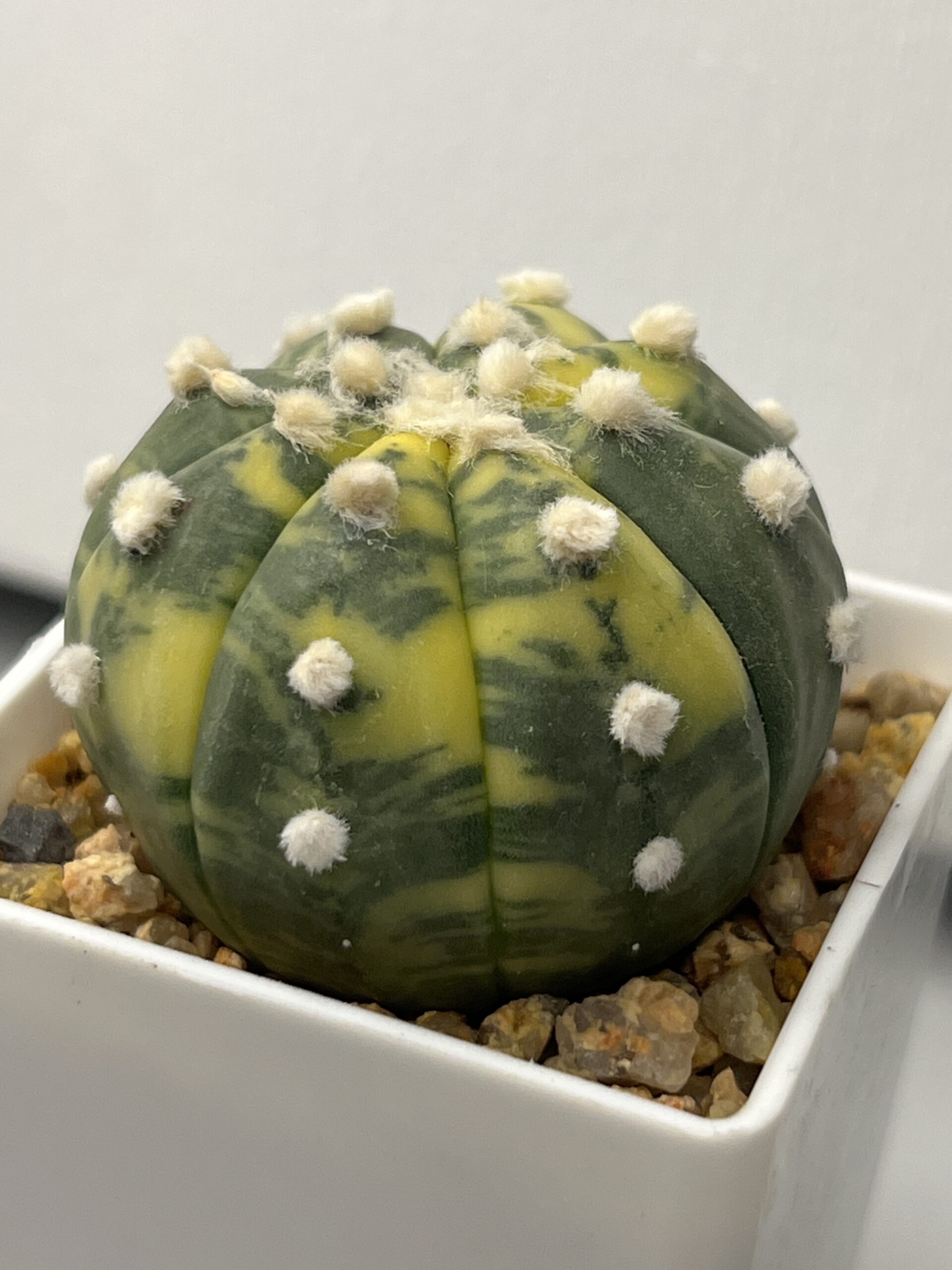 Astrophytum asterias nudum variegatum - Imagen 3