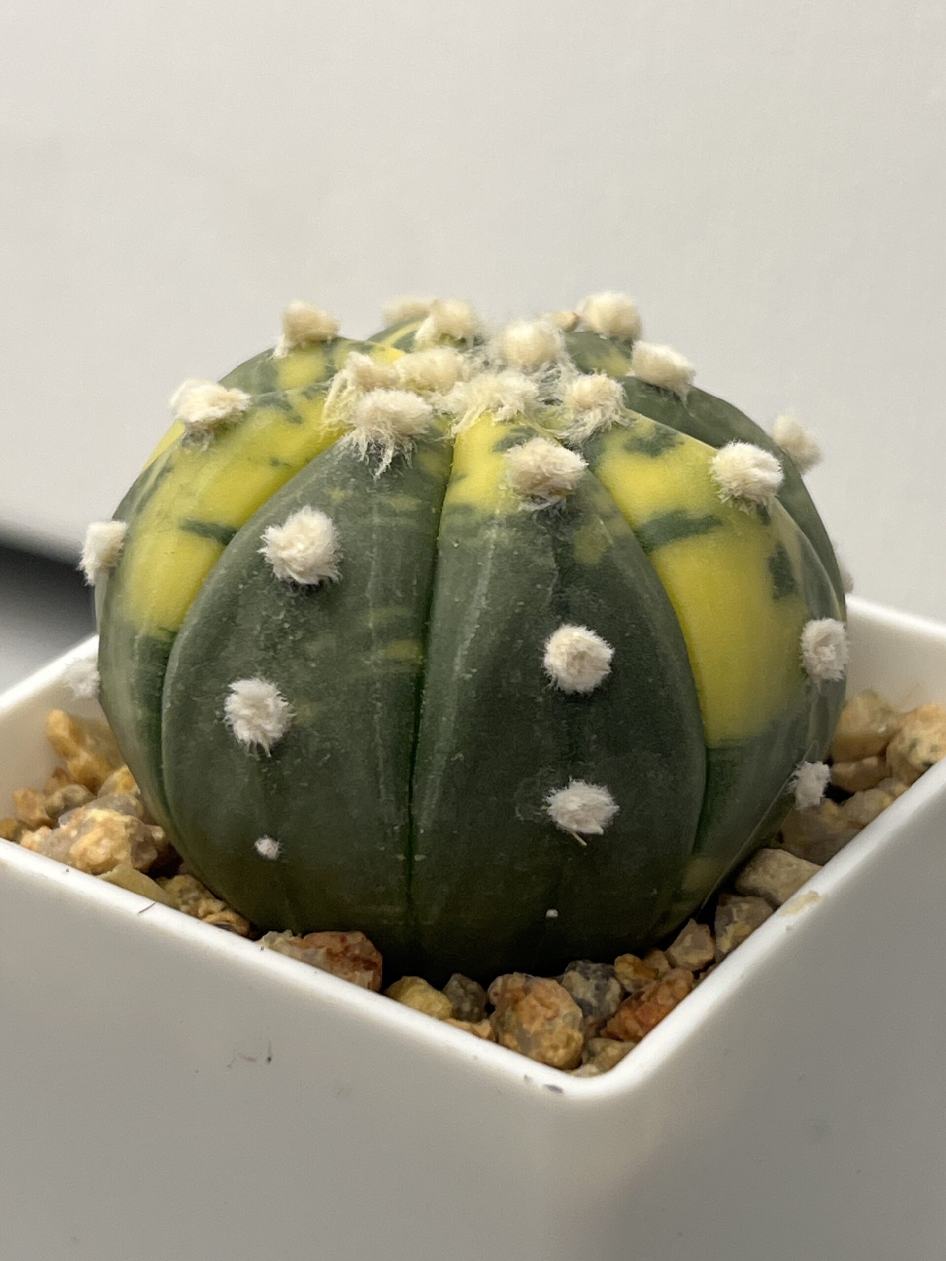 Astrophytum asterias nudum variegatum - Imagen 4