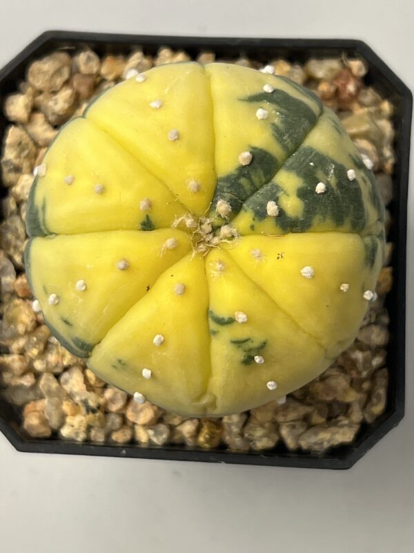 Astrophytum asterias nudum variegatum Yellow Dominant Selected