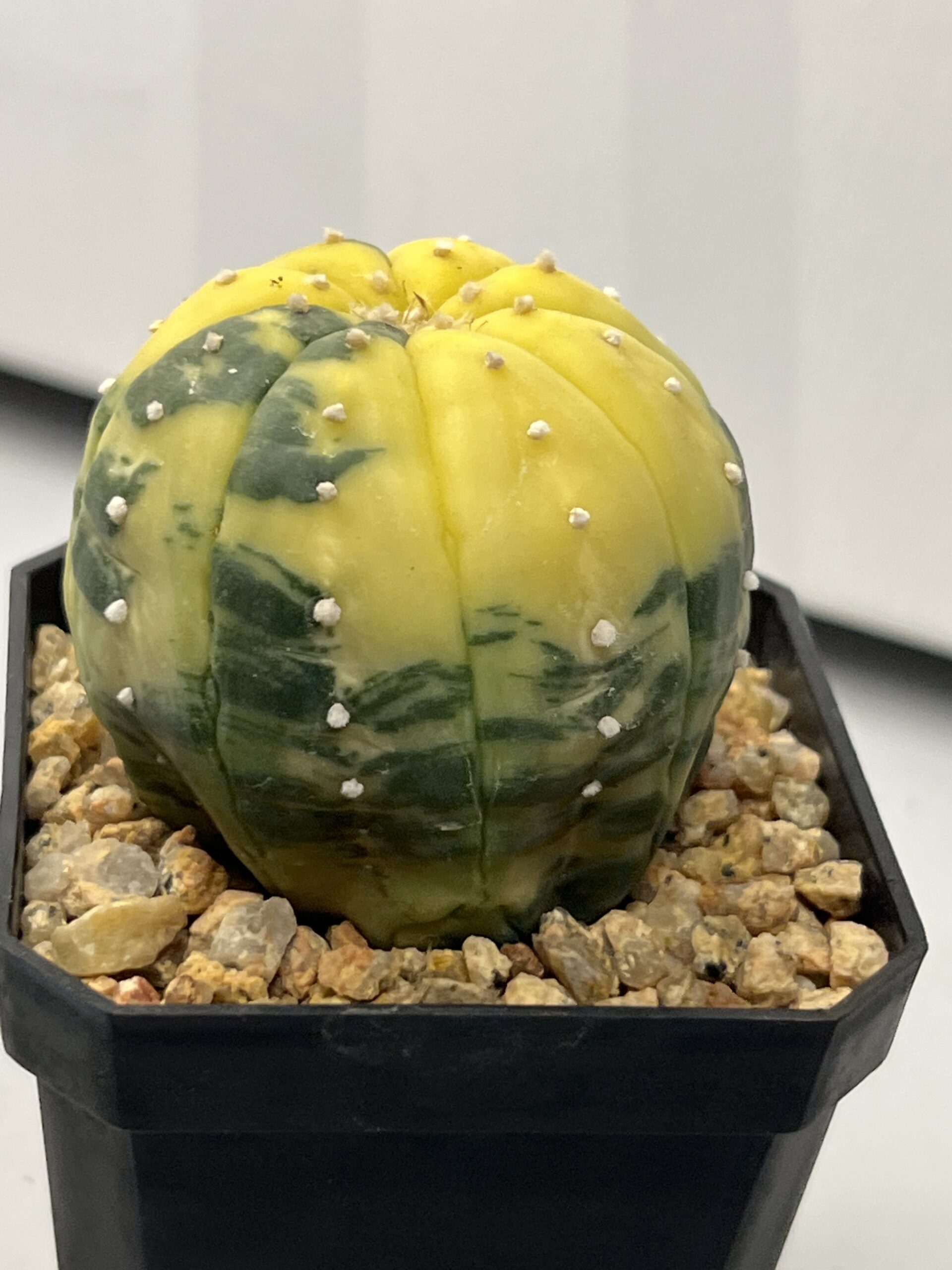 Astrophytum asterias nudum variegatum Yellow Dominant Selected - Imagen 2