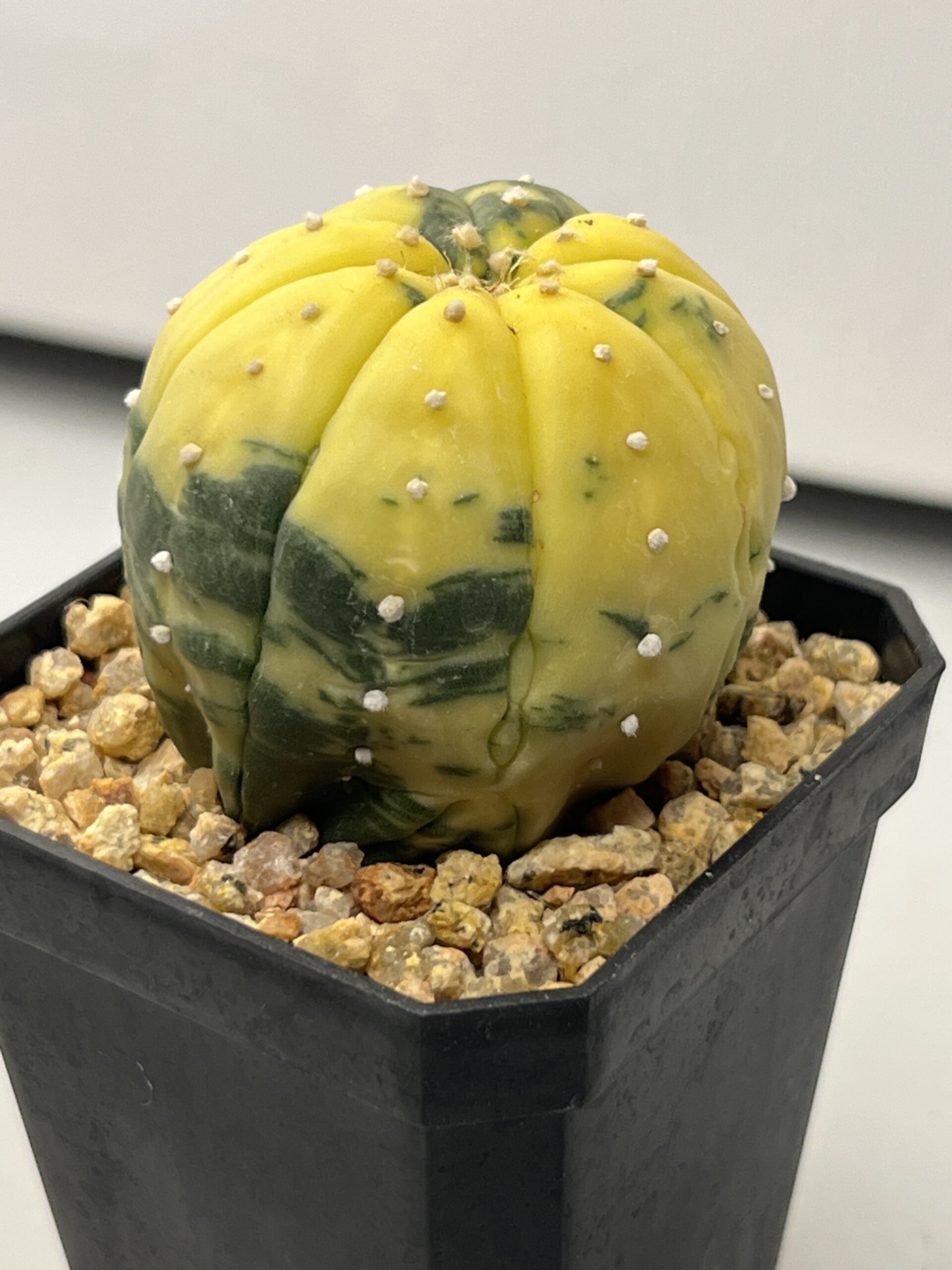 Astrophytum asterias nudum variegatum Yellow Dominant Selected - Imagen 3