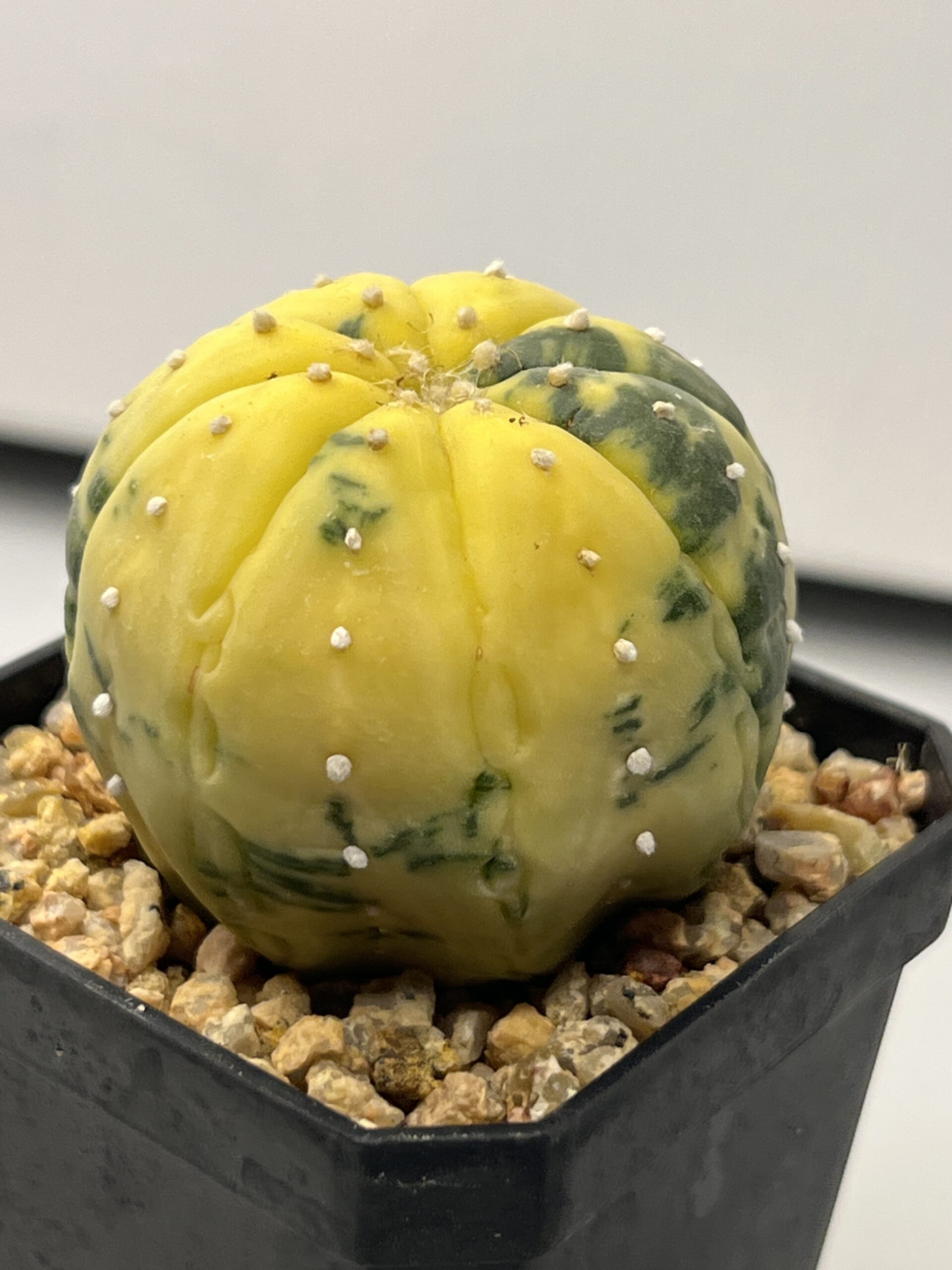 Astrophytum asterias nudum variegatum Yellow Dominant Selected - Imagen 4